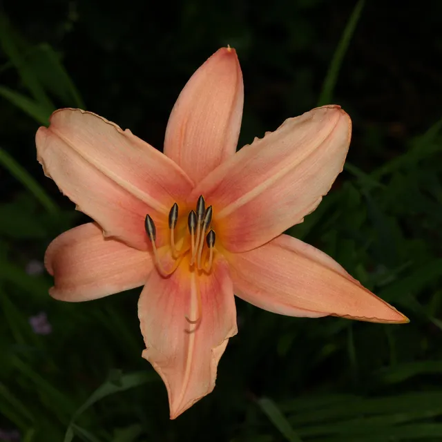Passion Vivaces Hemerocallis x Hello Dolly vivace pot 1L rose