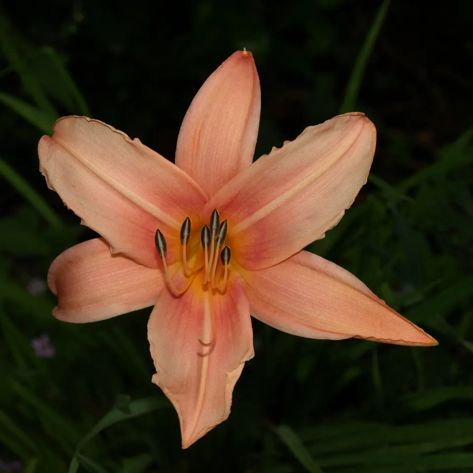 Passion Vivaces Hemerocallis x Hello Dolly vivace pot 1L rose