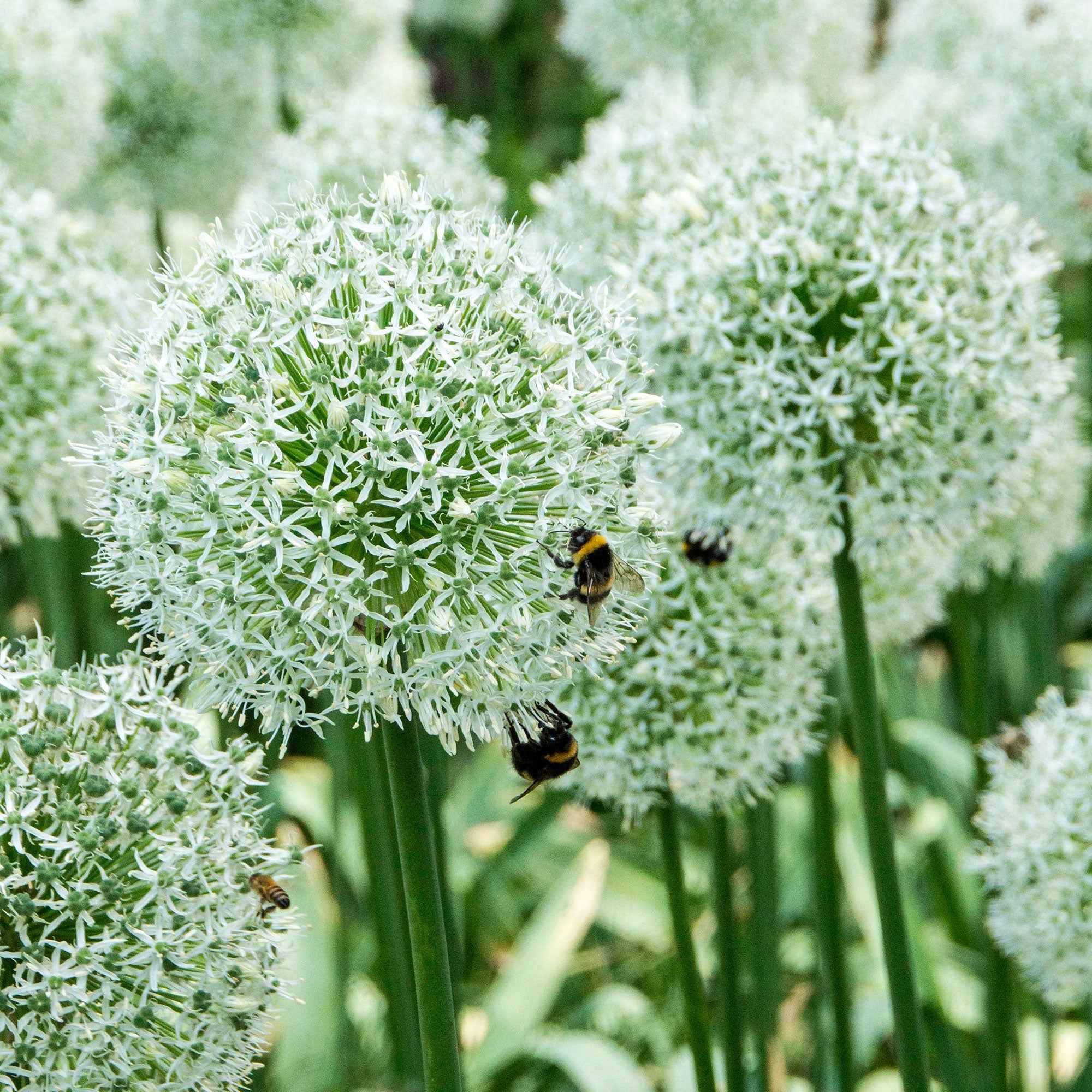 Bakker Allium Mount Everest bulbes sachet 2 blanc