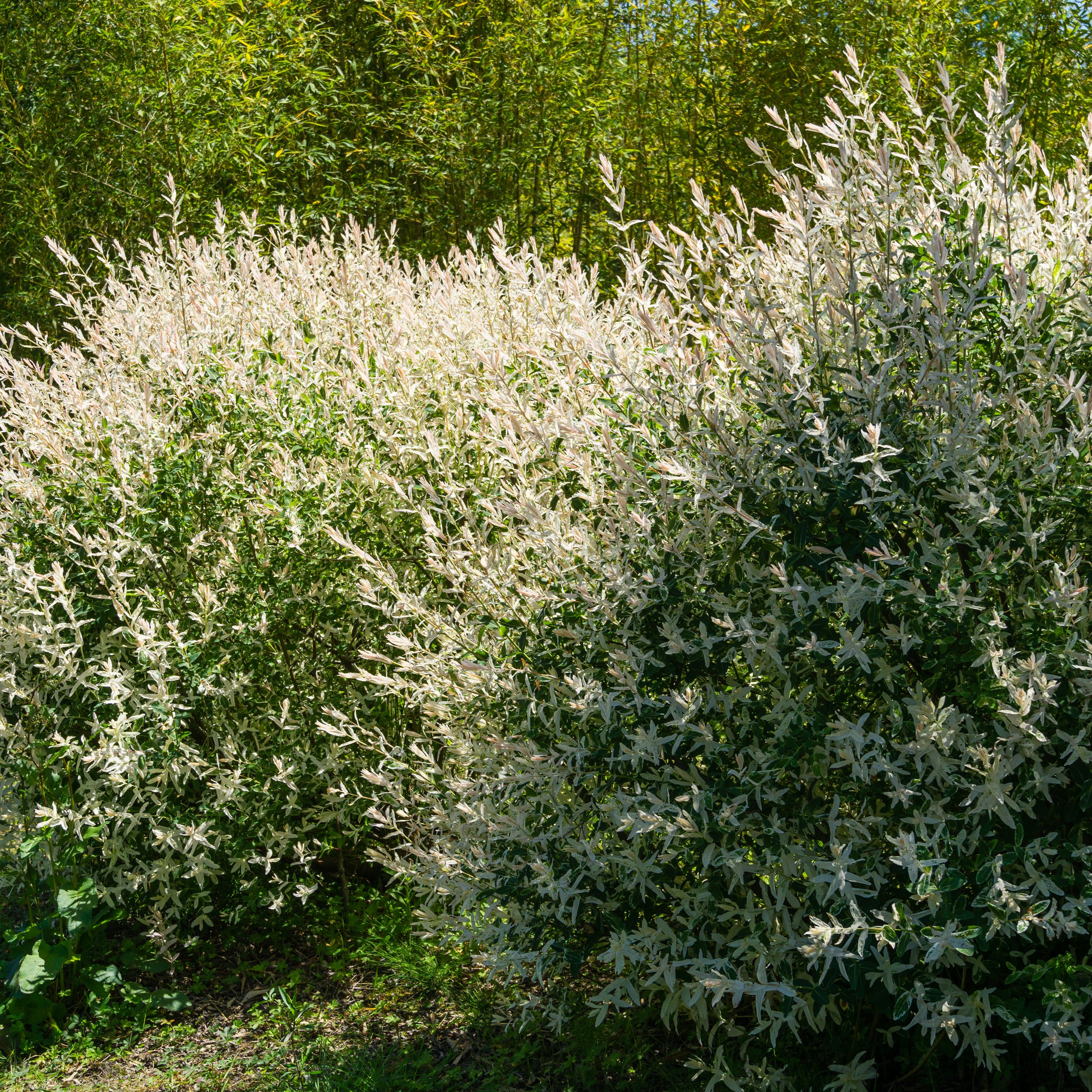 Bakker Saule crevette Hakuro haie 5 pots Ø9cm 20-30cm