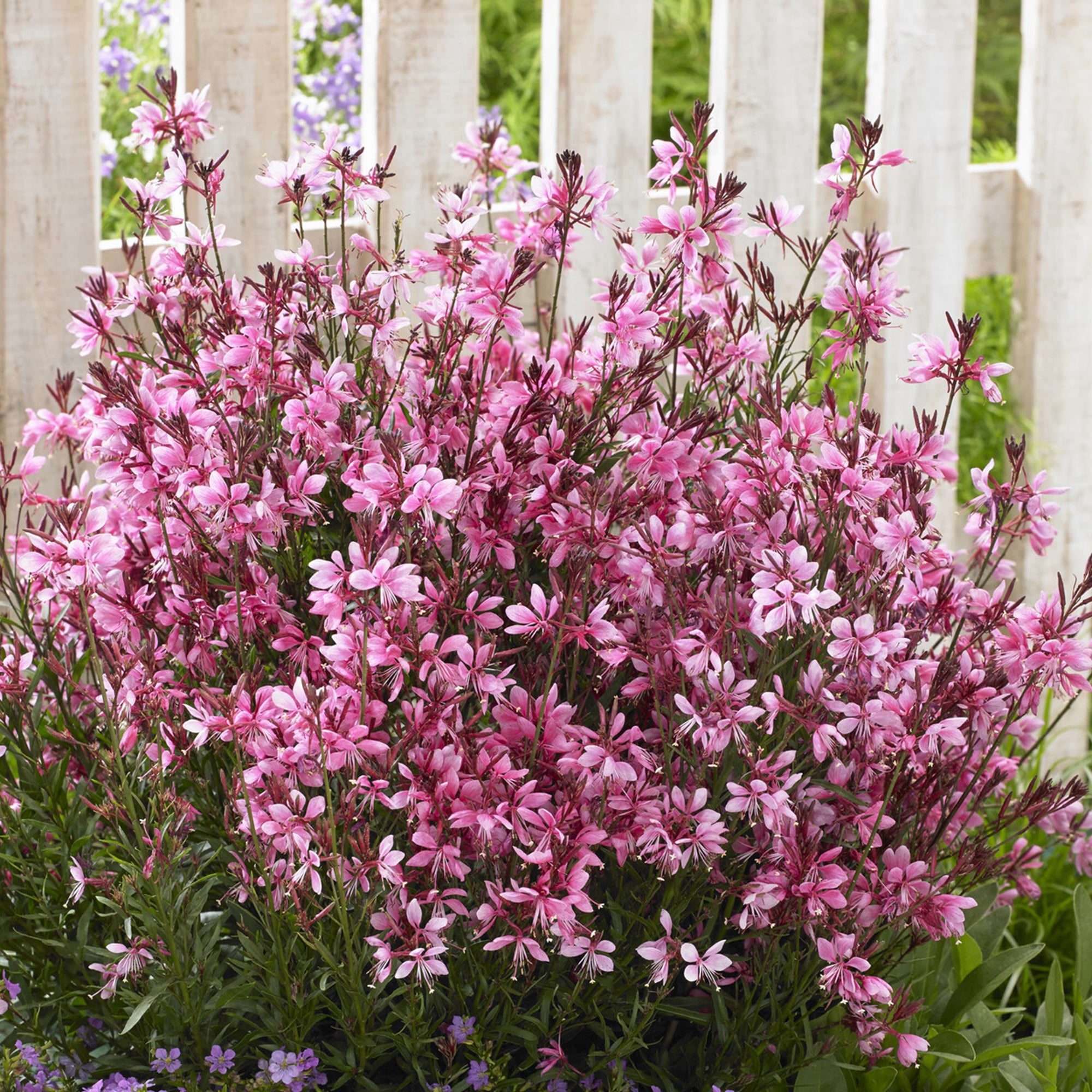 Bakker Gaura Baby Butterfly Dark Pink vivace pot 8cm rose