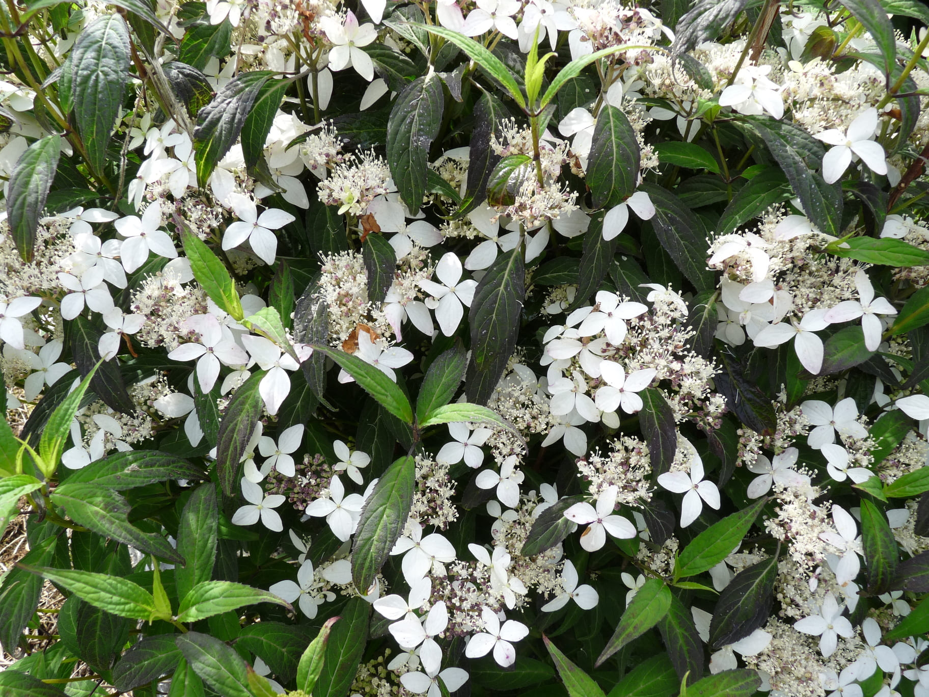 Les Hortensias du Haut Bois Pulchra hortensia serrata montagne