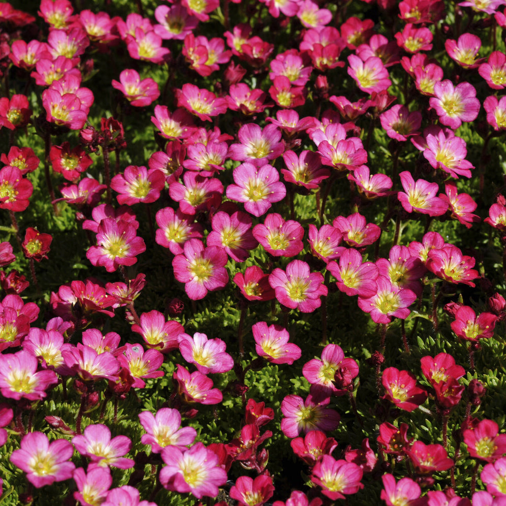 Bakker Saxifrage Peter Pan vivace pot Ø9cm fleurs fuchsia
