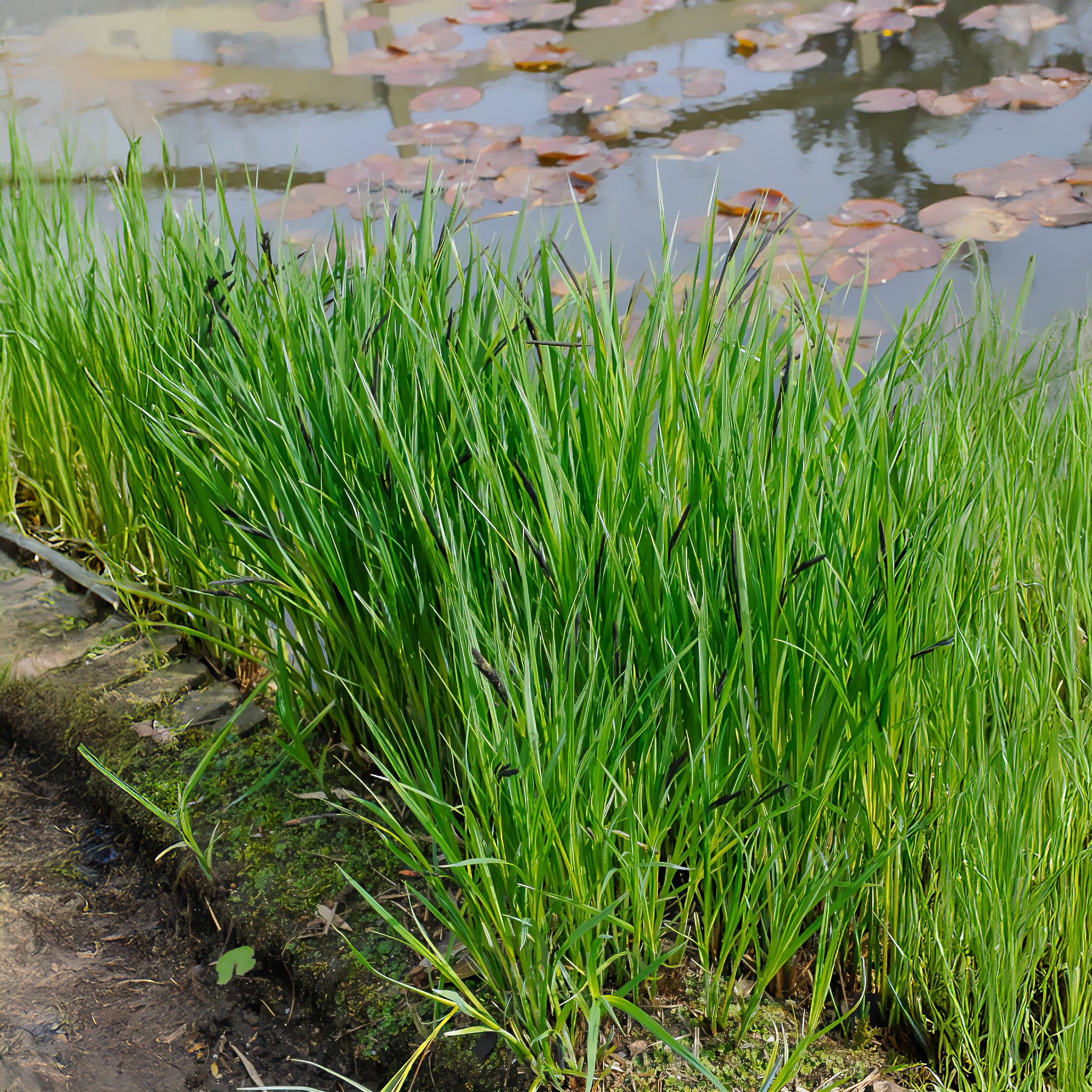 Bakker Laîche des rives Carex riparia pot 9cm