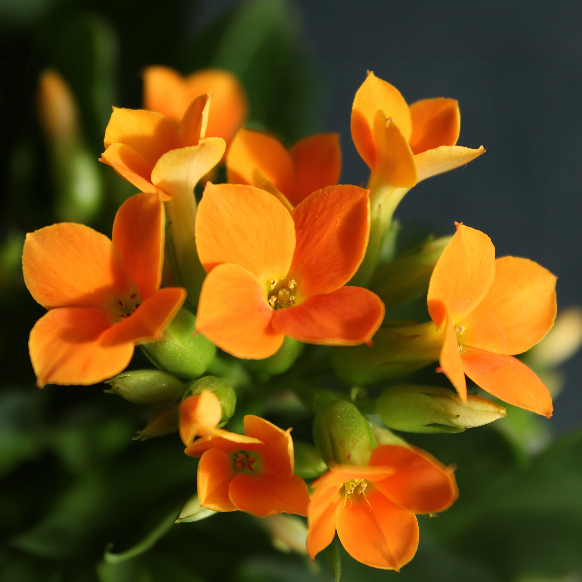 Bakker Kalanchoe orange succulente pot 9cm fleur hiver