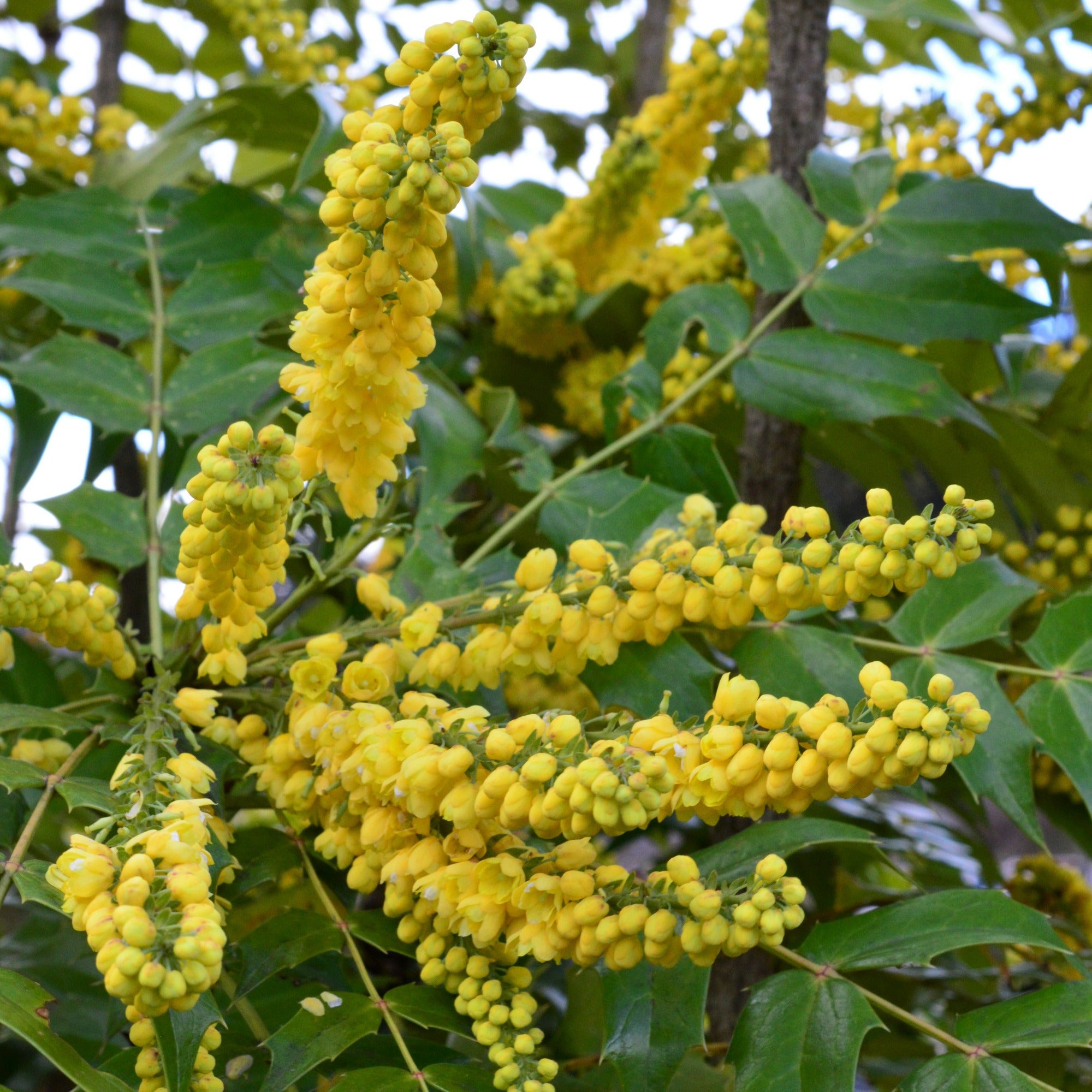 Bakker Plantes d'extérieur Mahonia Charity arbuste pot 3L floraison jaune