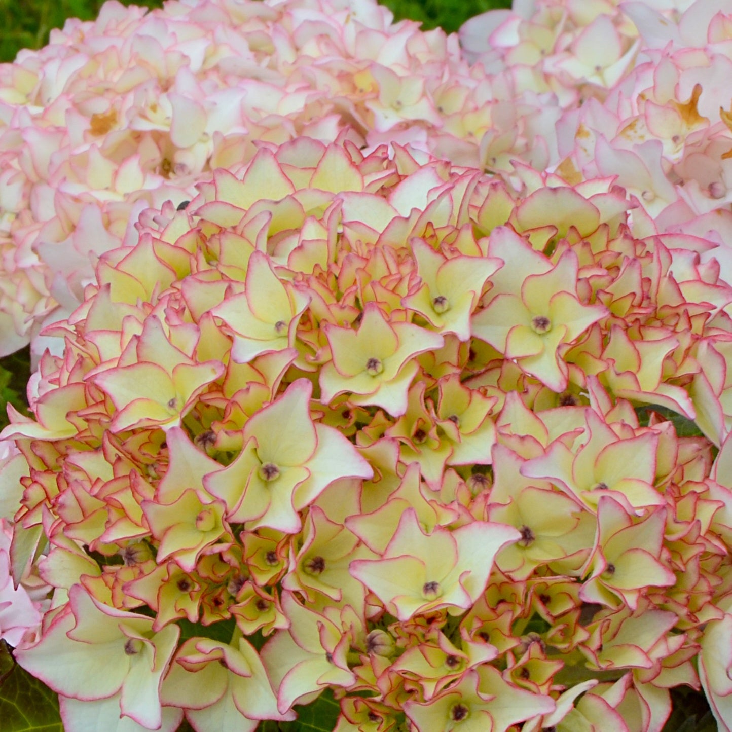 Bakker Hortensia Dolce France arbuste pot 9cm rose