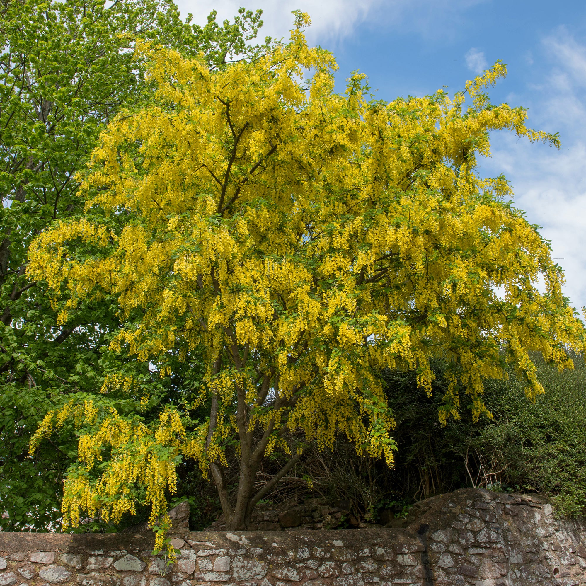 Bakker Cytise faux ébénier arbuste pot 2L jaune 40-50cm