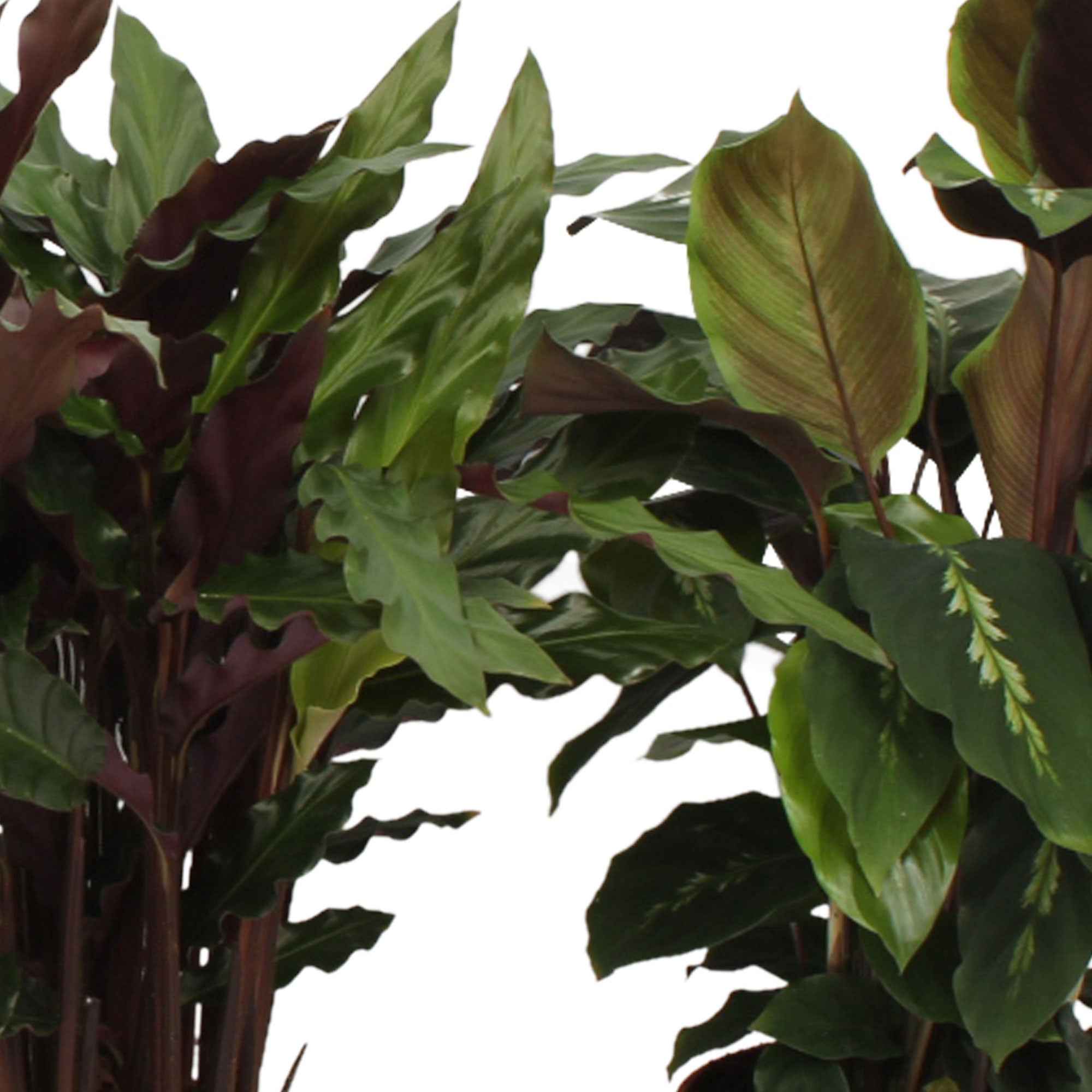 Bakker Calathéas mélange plante verte 4 pots Ø12cm