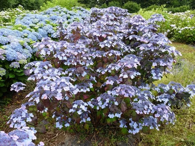 Les Hortensias du Haut Bois Shojo hortensia serrata fleurs plates