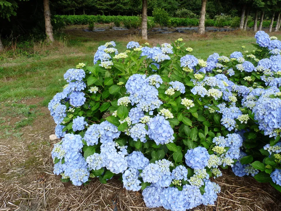 Les Hortensias du Haut Bois Iris hortensia macrophylla rondes