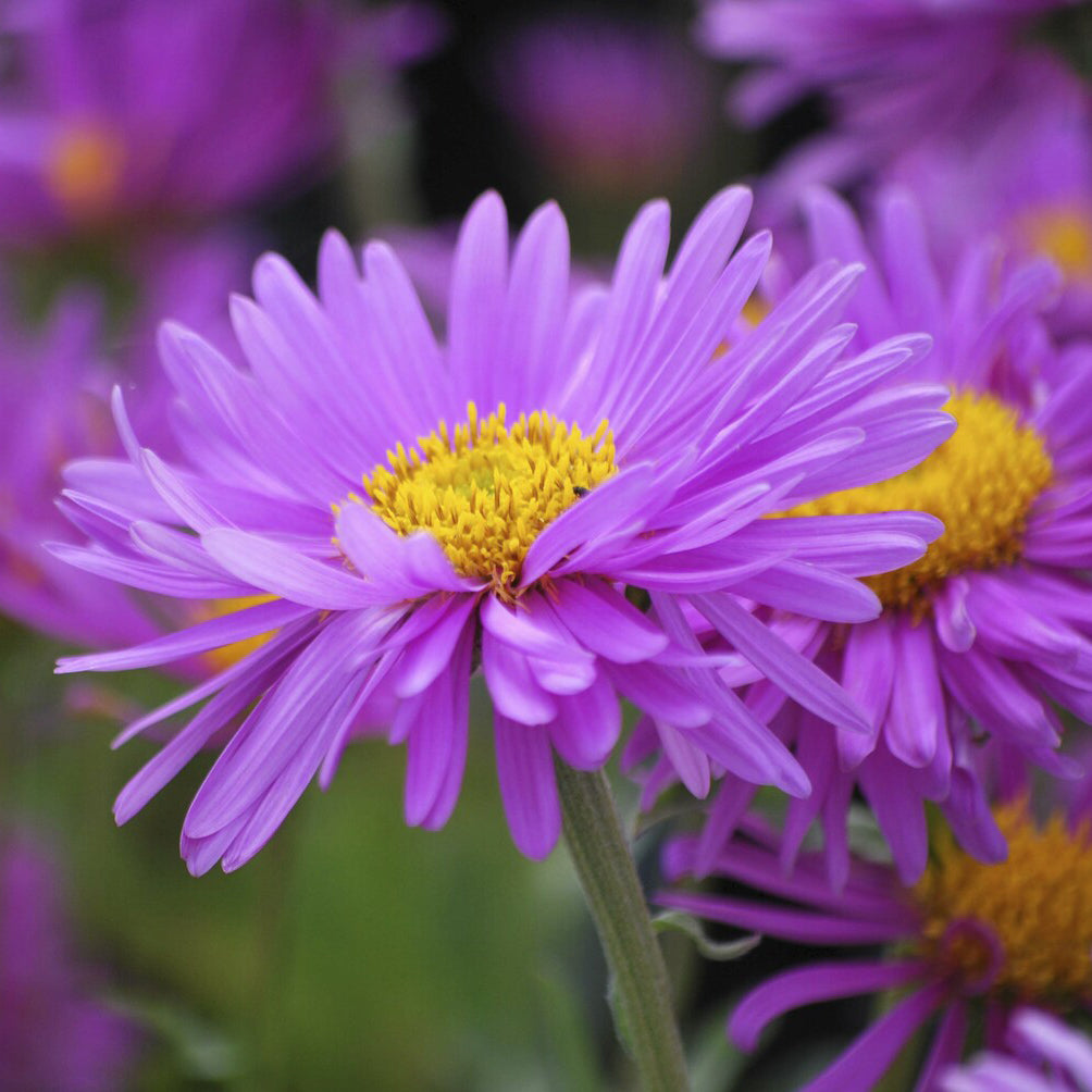 Bakker Aster Alpes Happy End vivace pot 9cm violette