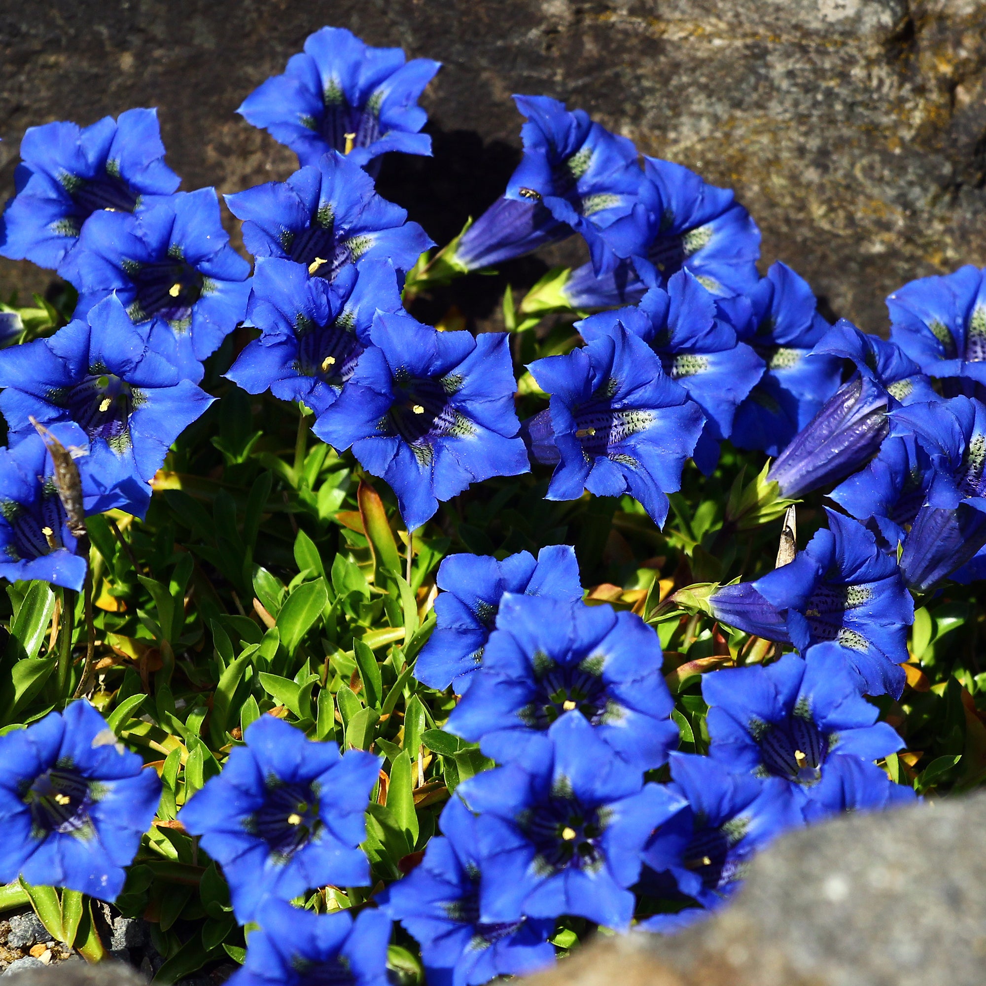 Bakker Gentiane acaule vivace pot 9cm fleurs bleues tapis