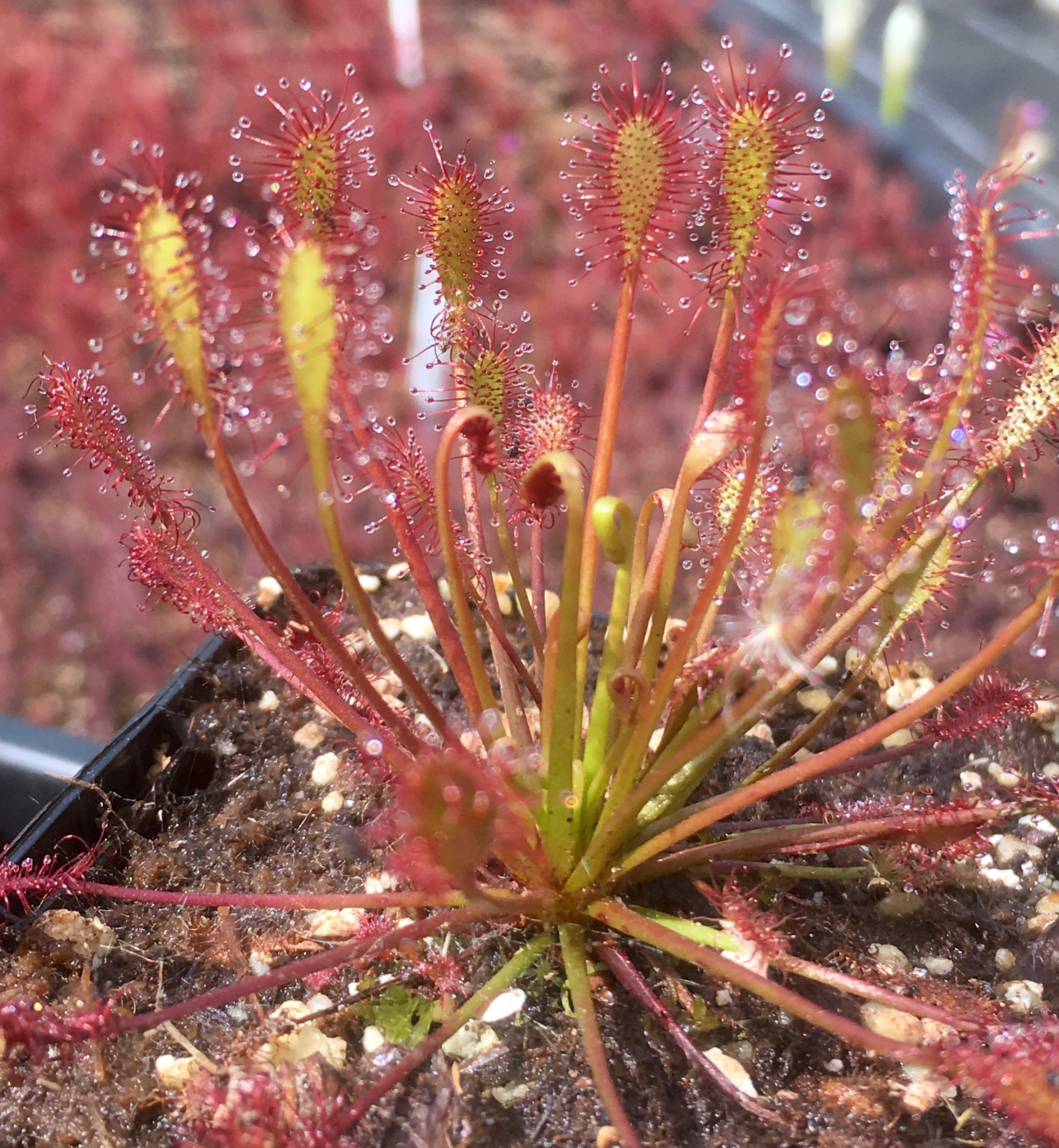 Carniflore Drosera intermedia rossolis tempéré pot 9 cm extérieur