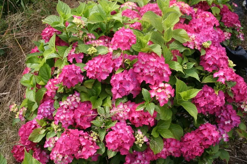Les Hortensias du Haut Bois Starlet hortensia fleurs rondes godet