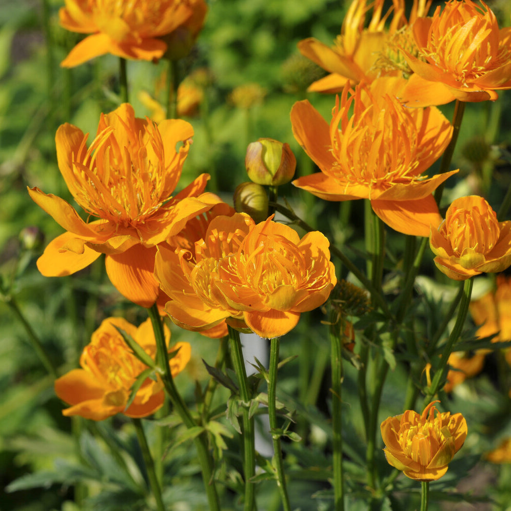 Bakker Trolle de Chine Golden Queen vivace pot Ø9cm orange