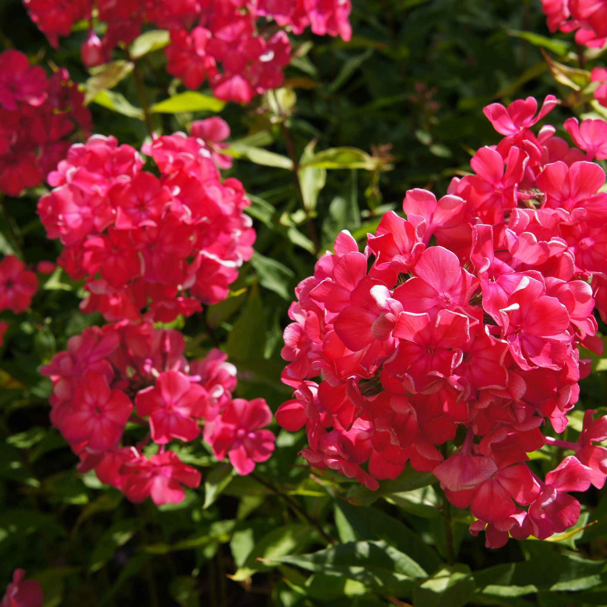 Bakker Phlox paniculata 3 vivaces mélange 3 racines nues