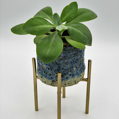 Bakker Helenium séneçon pot Ø12cm feuillage bleu