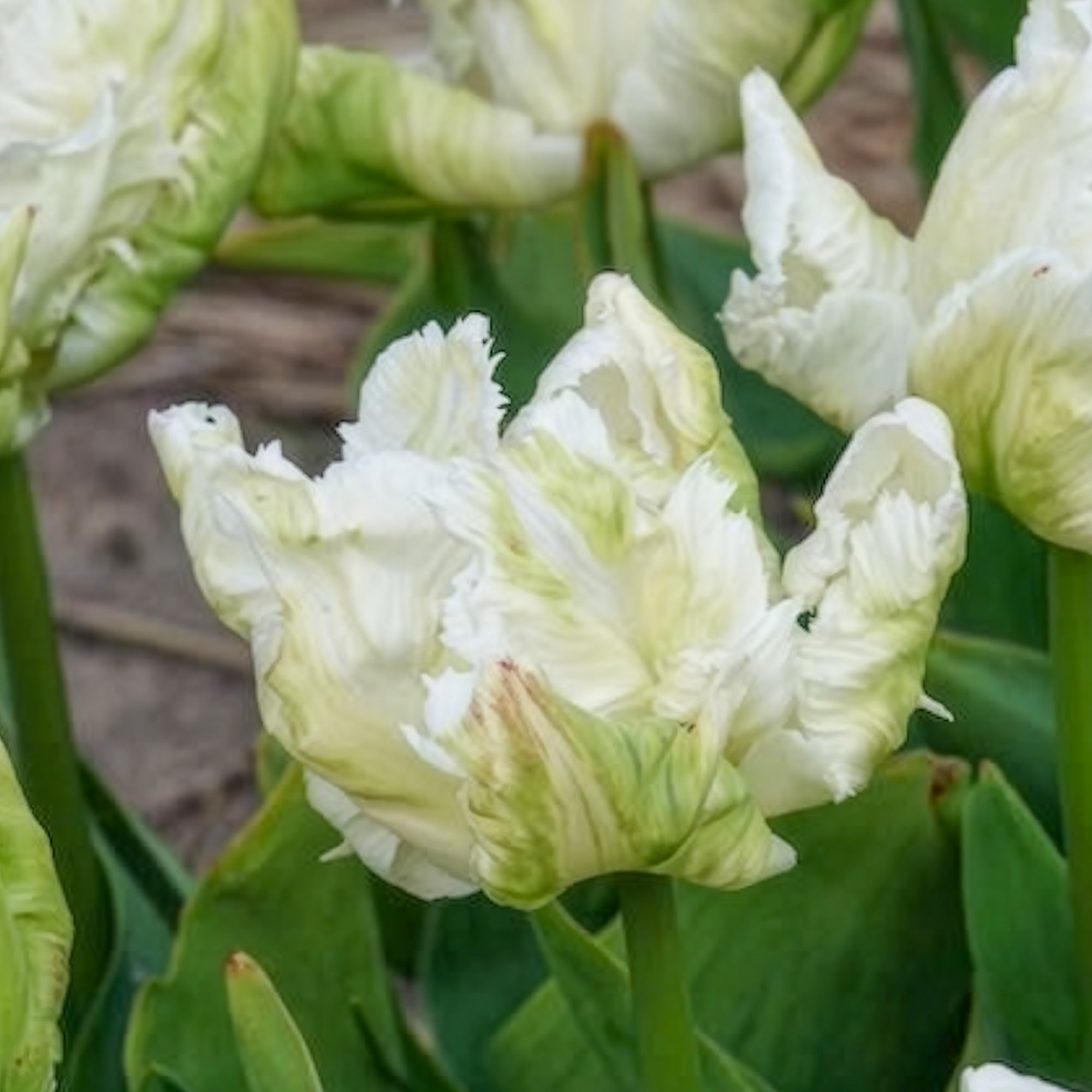 Bakker White Parrot tulipe perroquet blanche 7 bulbes 12cm