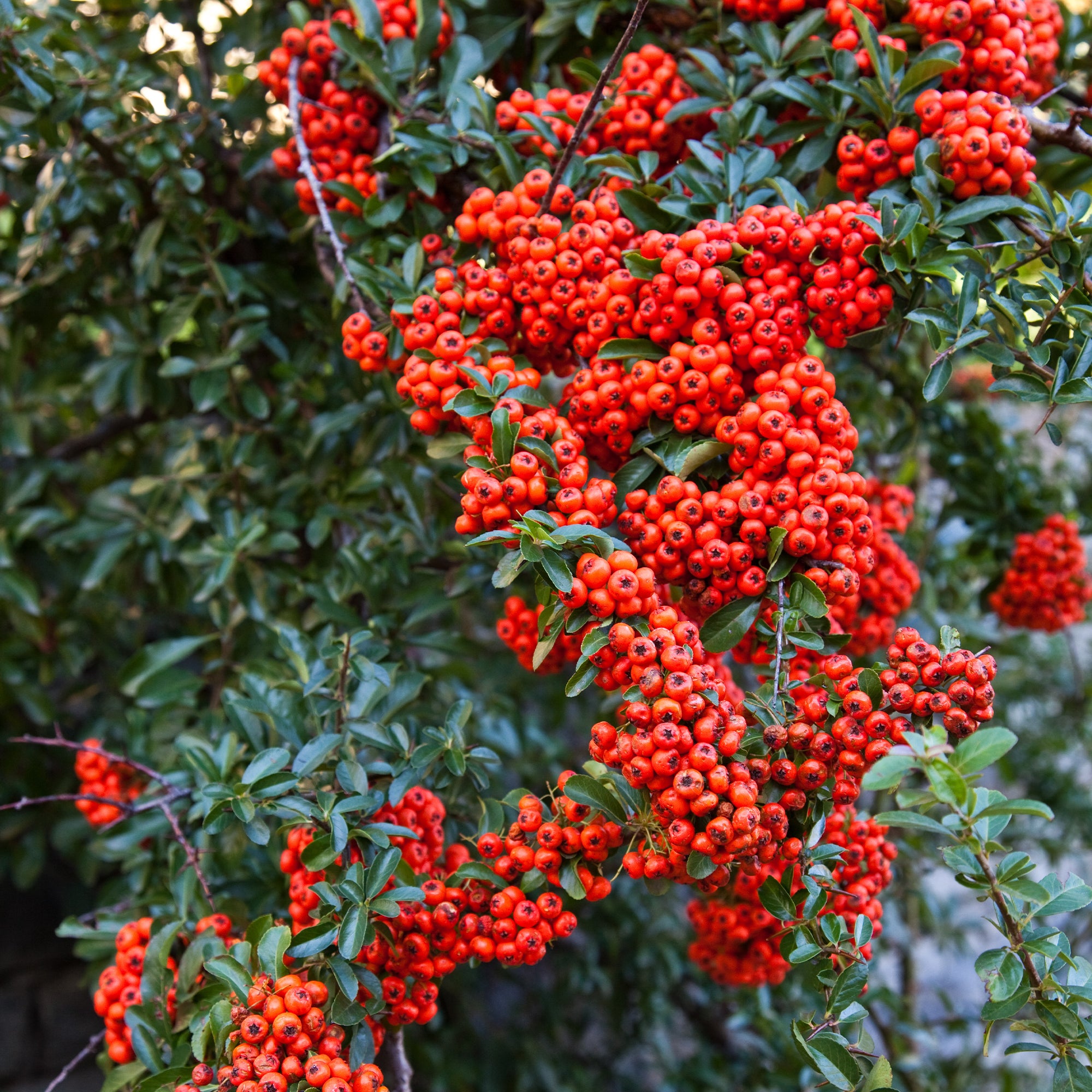 Bakker Pyracantha rouge arbuste pot Ø 9cm baies rouges