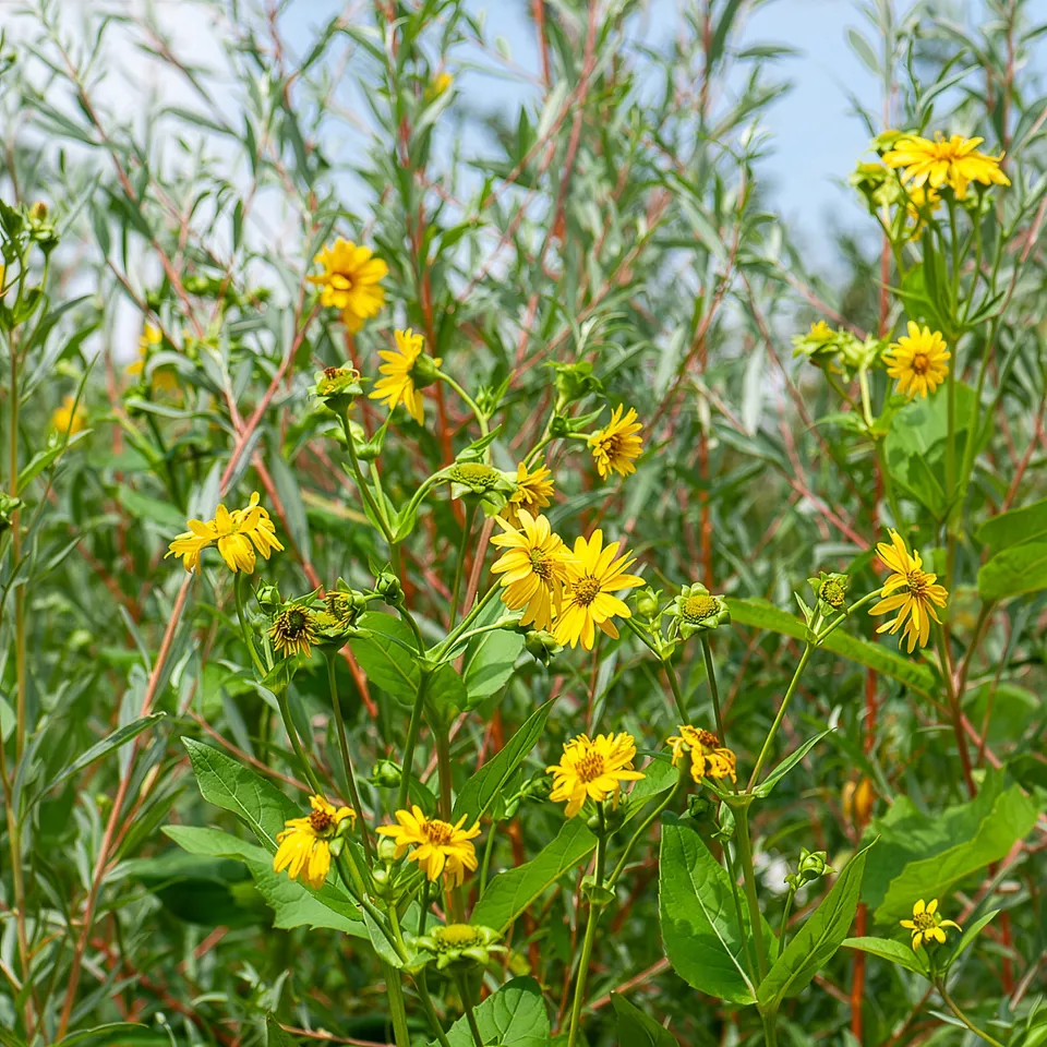 Bakker Capenoch Star tournesol vivace pot 8cm jaune