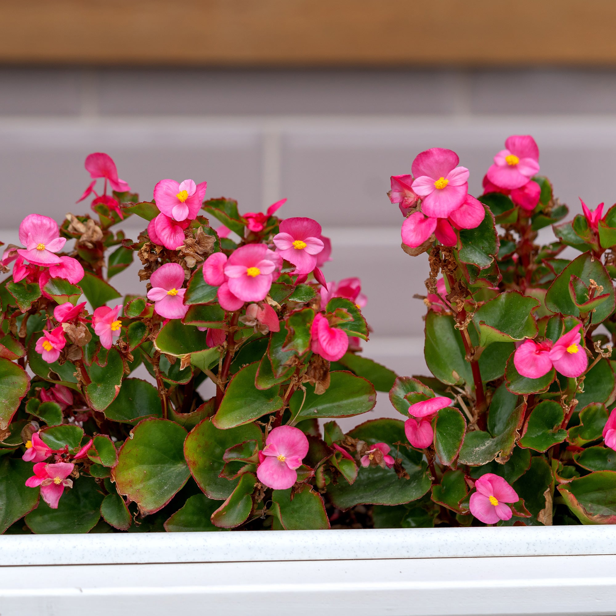 Bakker Bégonia semperflorens plante rose pot Ø10,5cm
