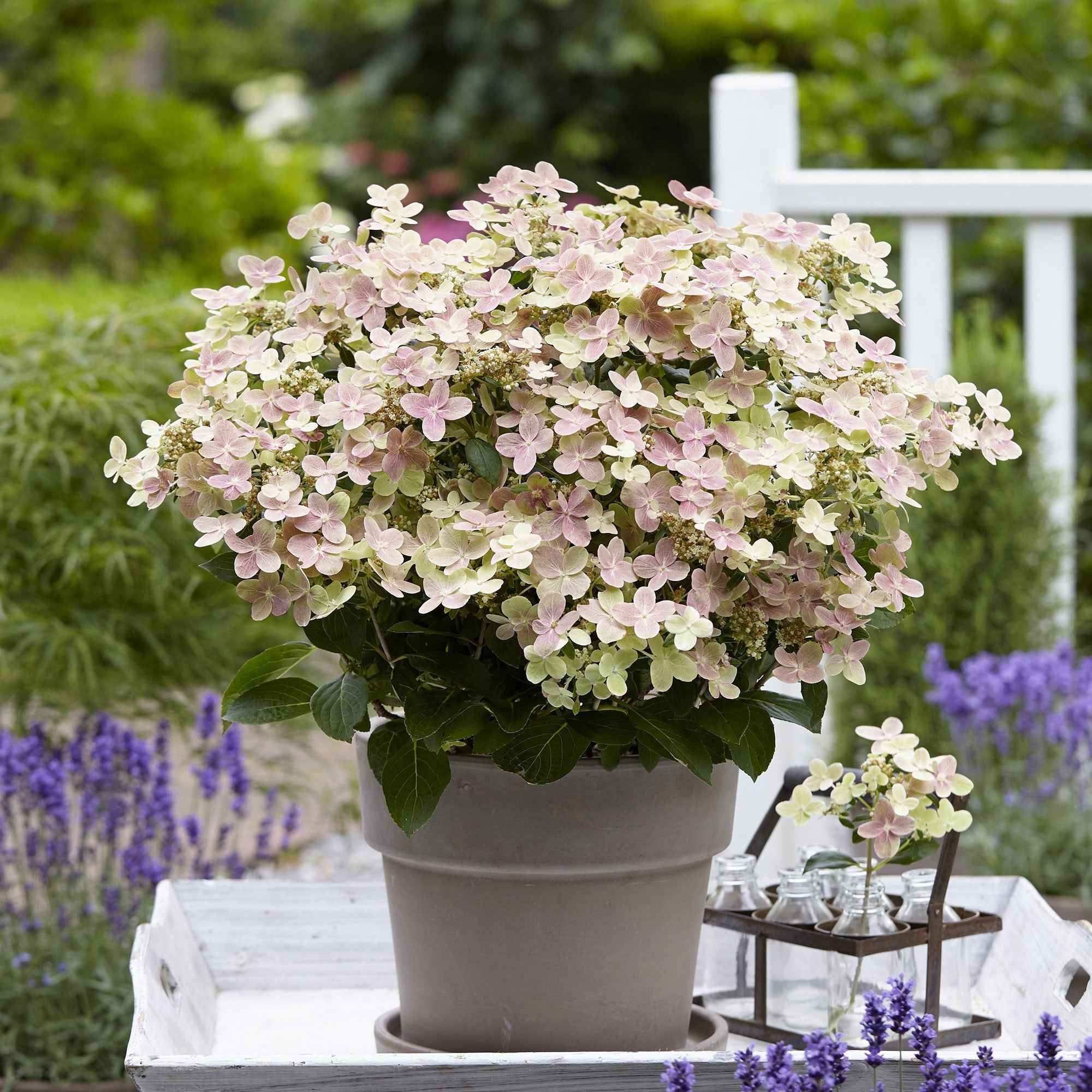 Bakker Hortensia Switch Ophelia arbuste pot 3L blanc rose