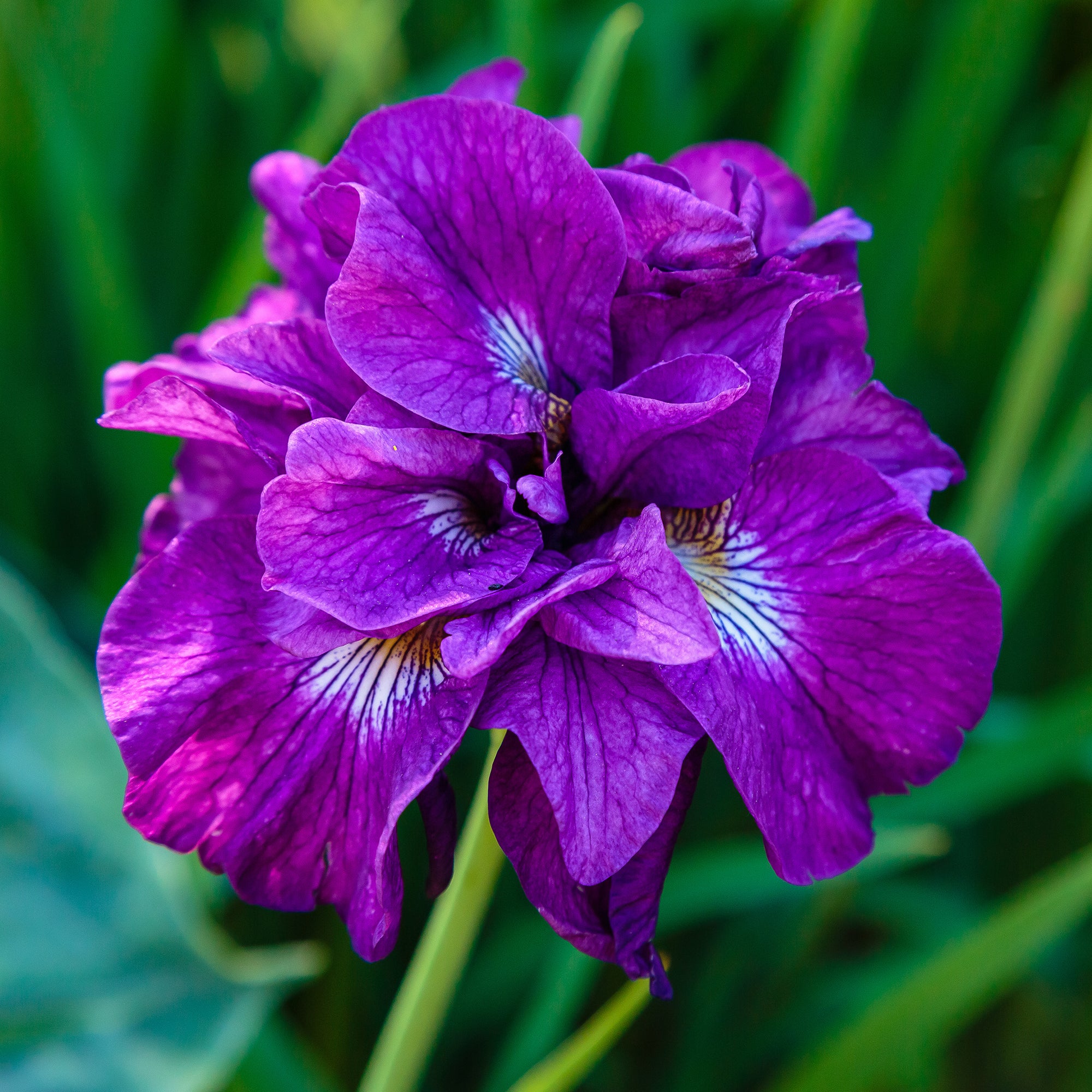 Bakker Iris Double Standard sibirica fleur paquet 2 racines violet