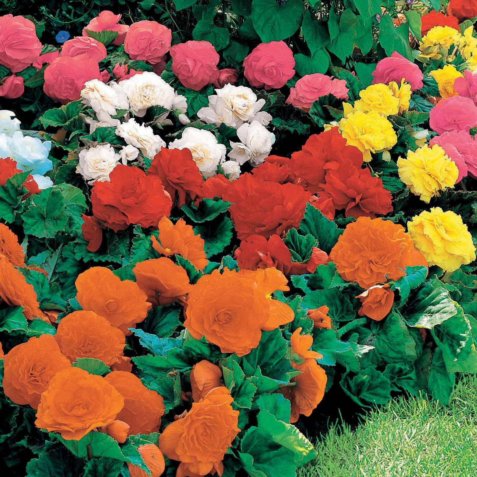 Bakker Bégonia Non Stop bulbe mélange 16 bulbes couleurs
