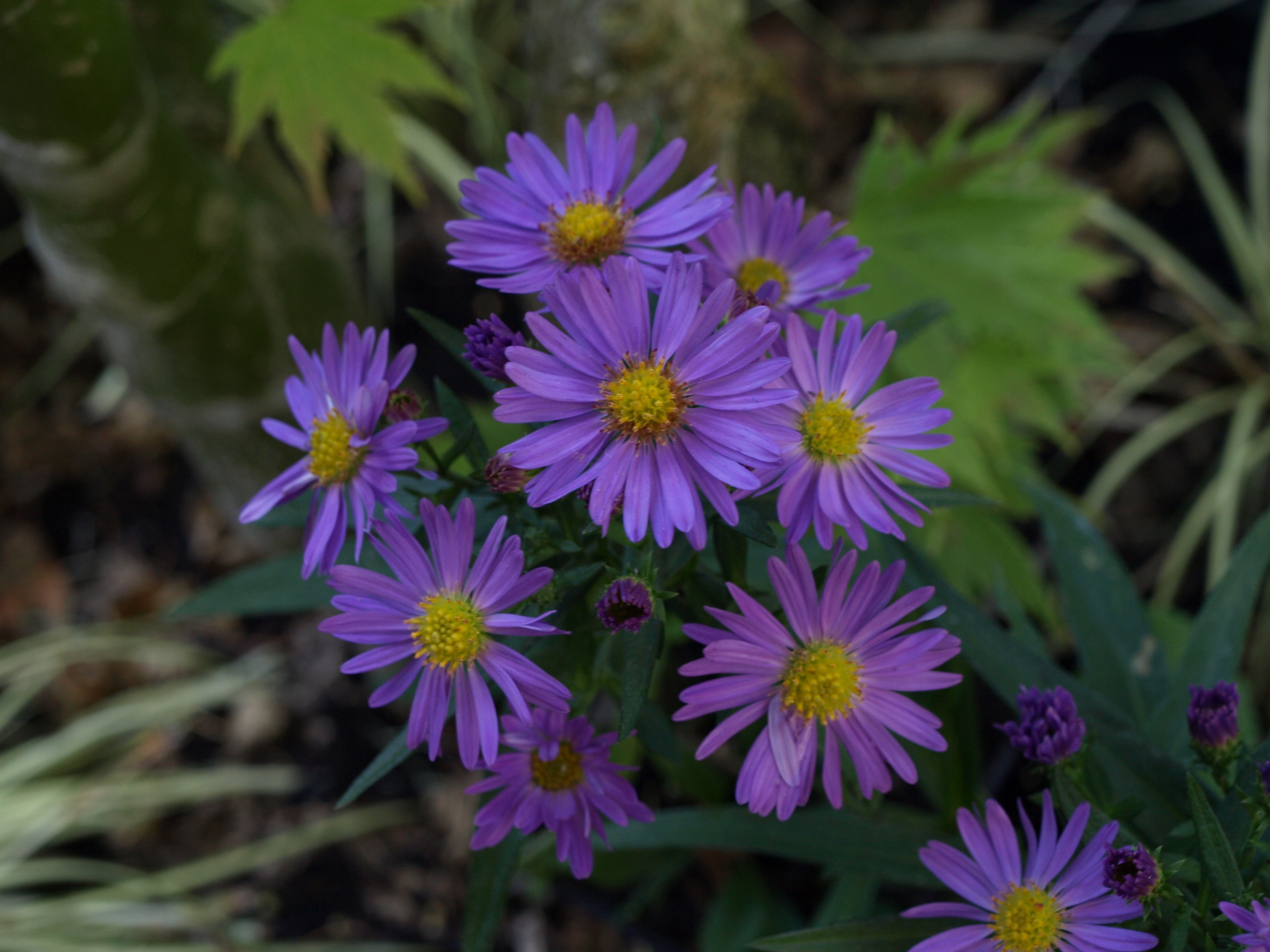 Passion Vivaces Aster dumosus Daniella vivace godet bleu