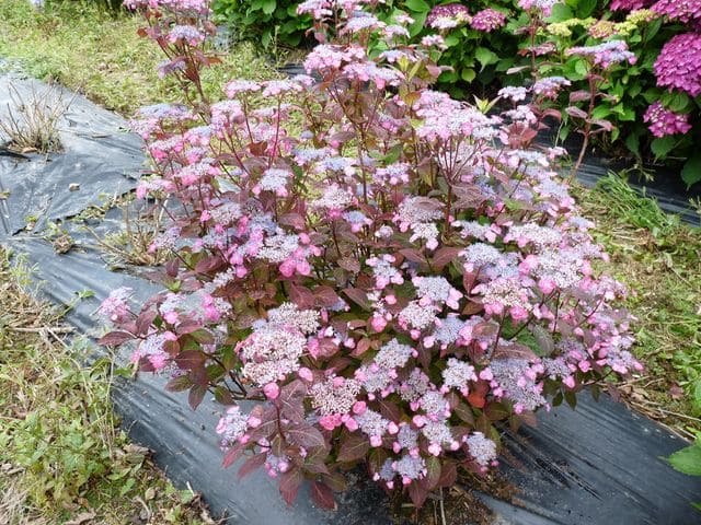 Les Hortensias du Haut Bois Hydrangea serrata Amacha hortensia montagne