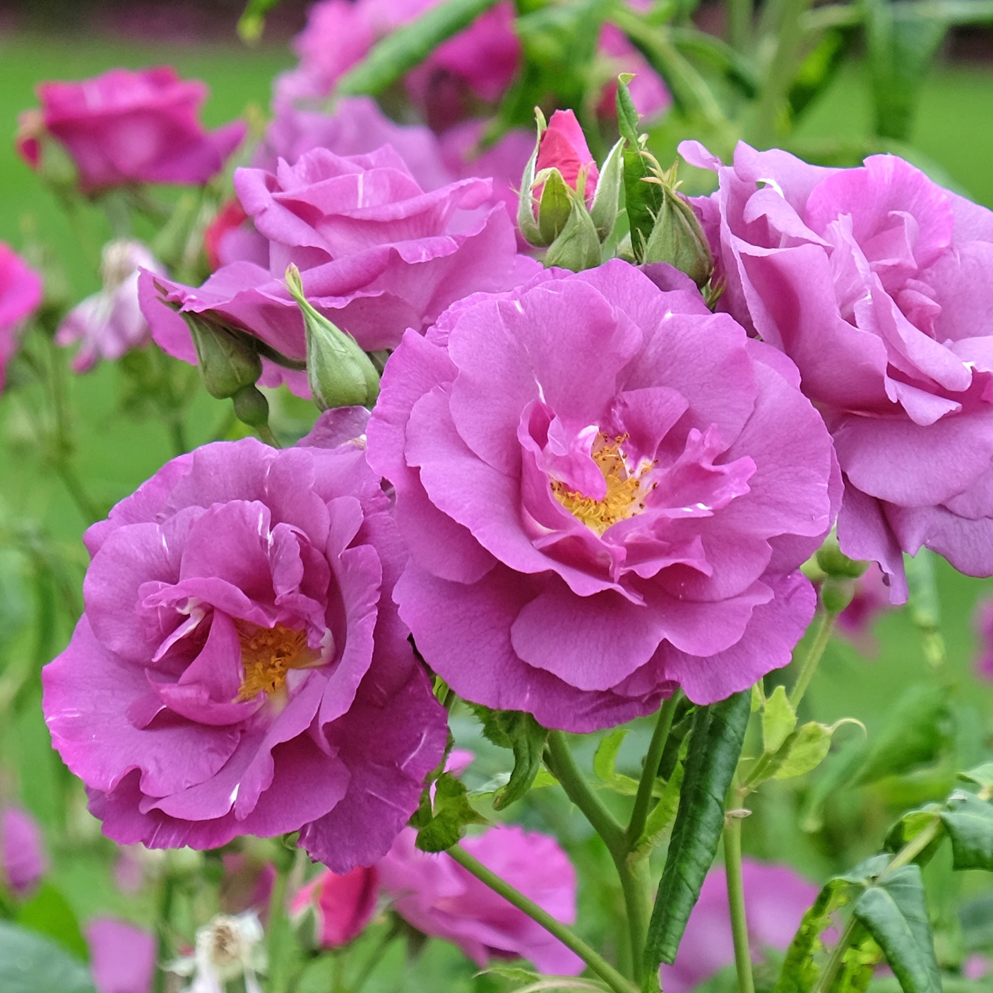 Bakker Rosier Rhapsody in Blue buisson violet pot 4 L