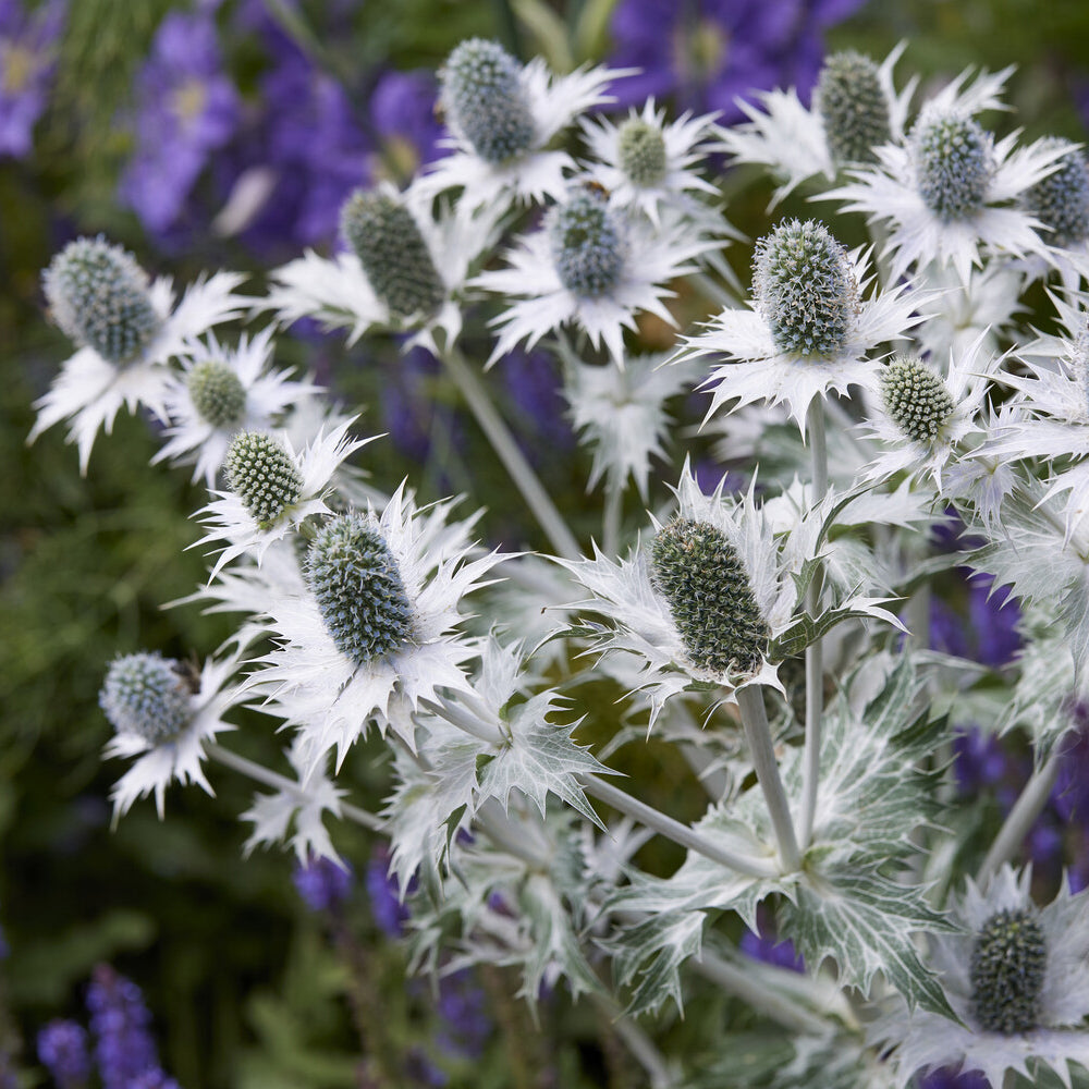 Bakker Panicaut géant Eryngium plante vivace pot 9cm blanc