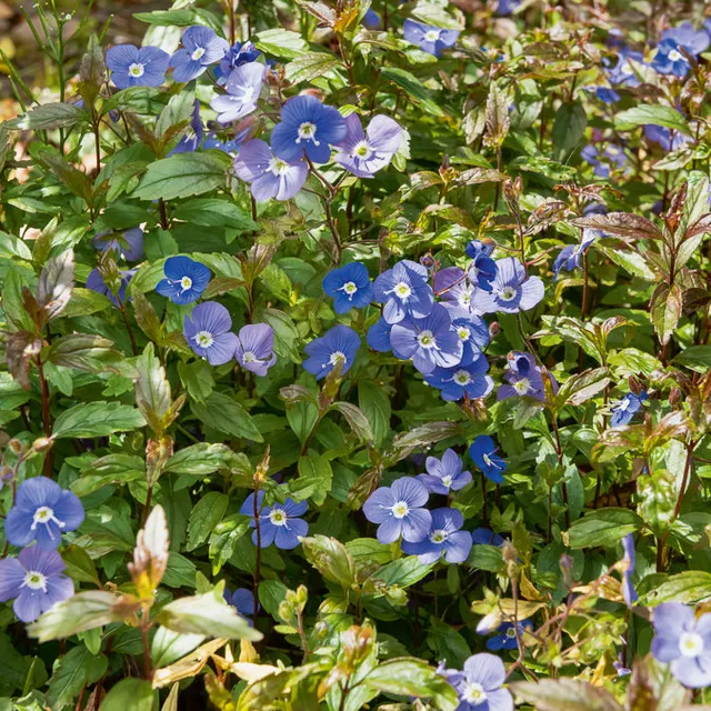 Bakker Véronique Georgia Blue vivace bleue pot 9 cm
