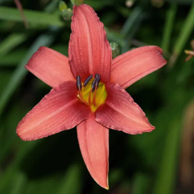Passion Vivaces Hemerocallis Pink Damask hémérocalle pot 1L rose