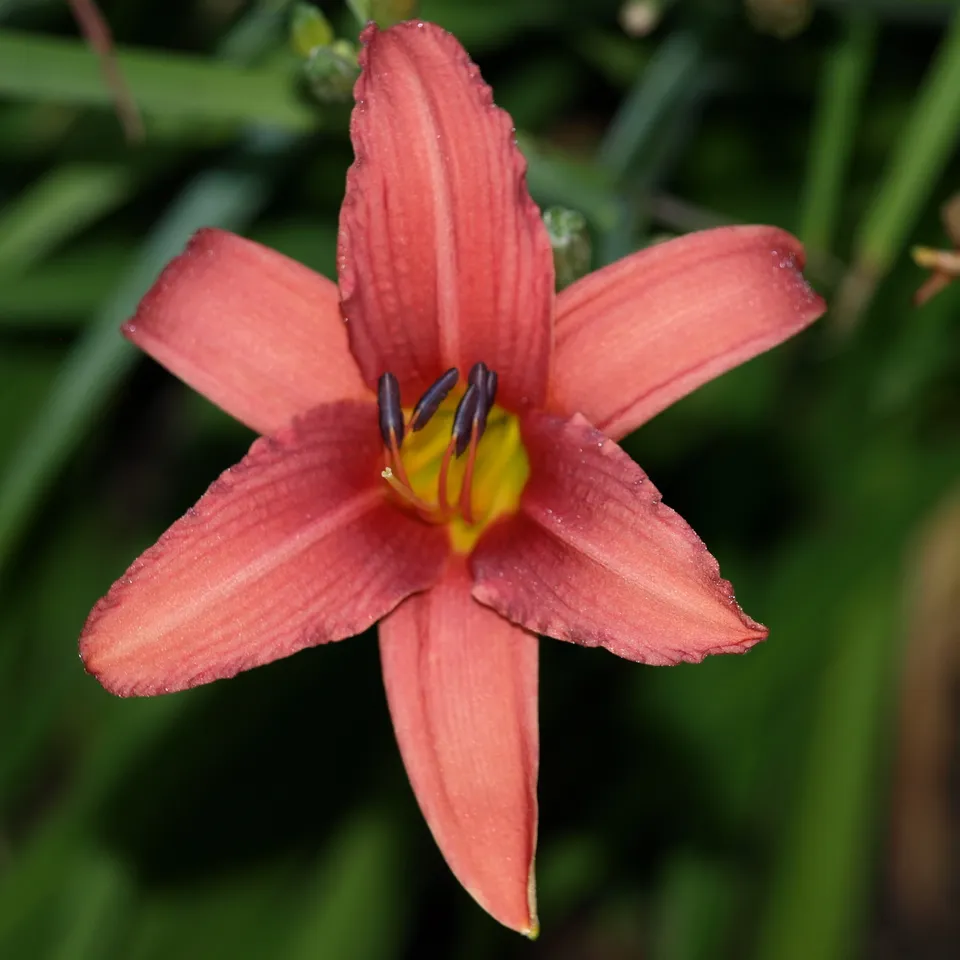 Passion Vivaces Hemerocallis Pink Damask hémérocalle pot 1L rose