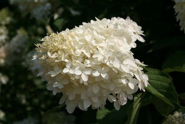 Les Hortensias du Haut Bois Phantom hortensia paniculata blanc