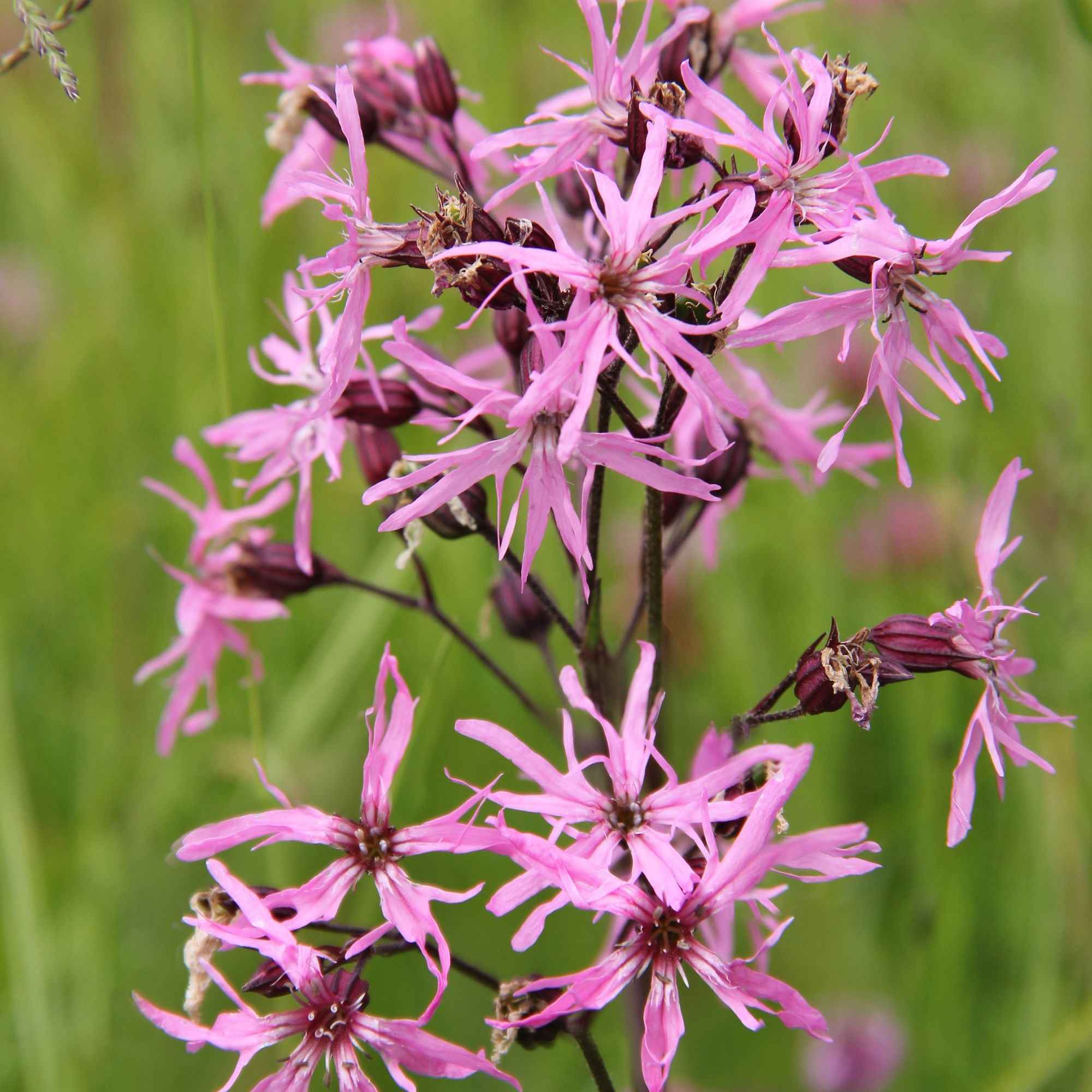 Bakker Lychnis flos-cuculi rose 3 pots Ø 9 cm