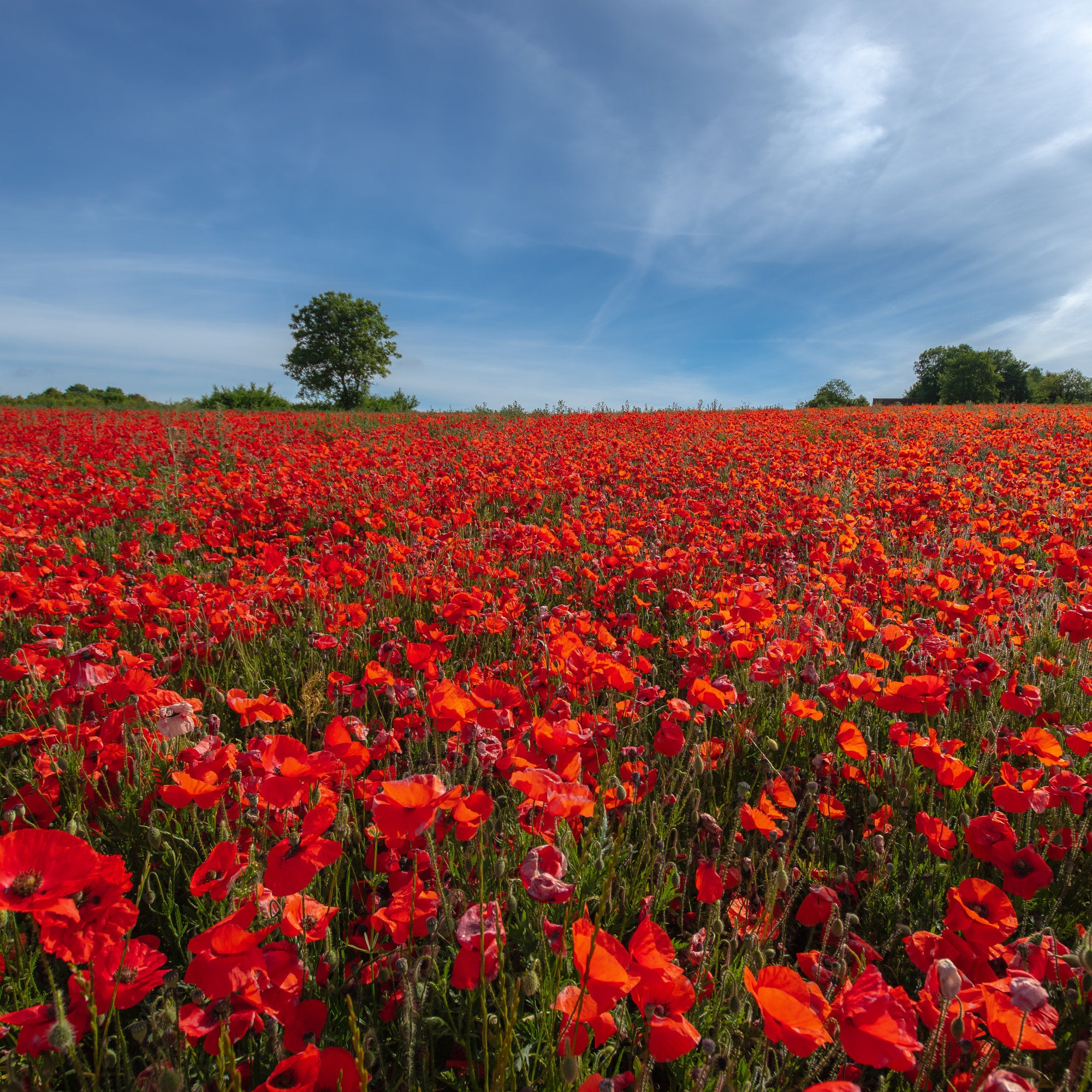 Bakker Red Corn Poppy pavot coquelicot sachet bio rouge