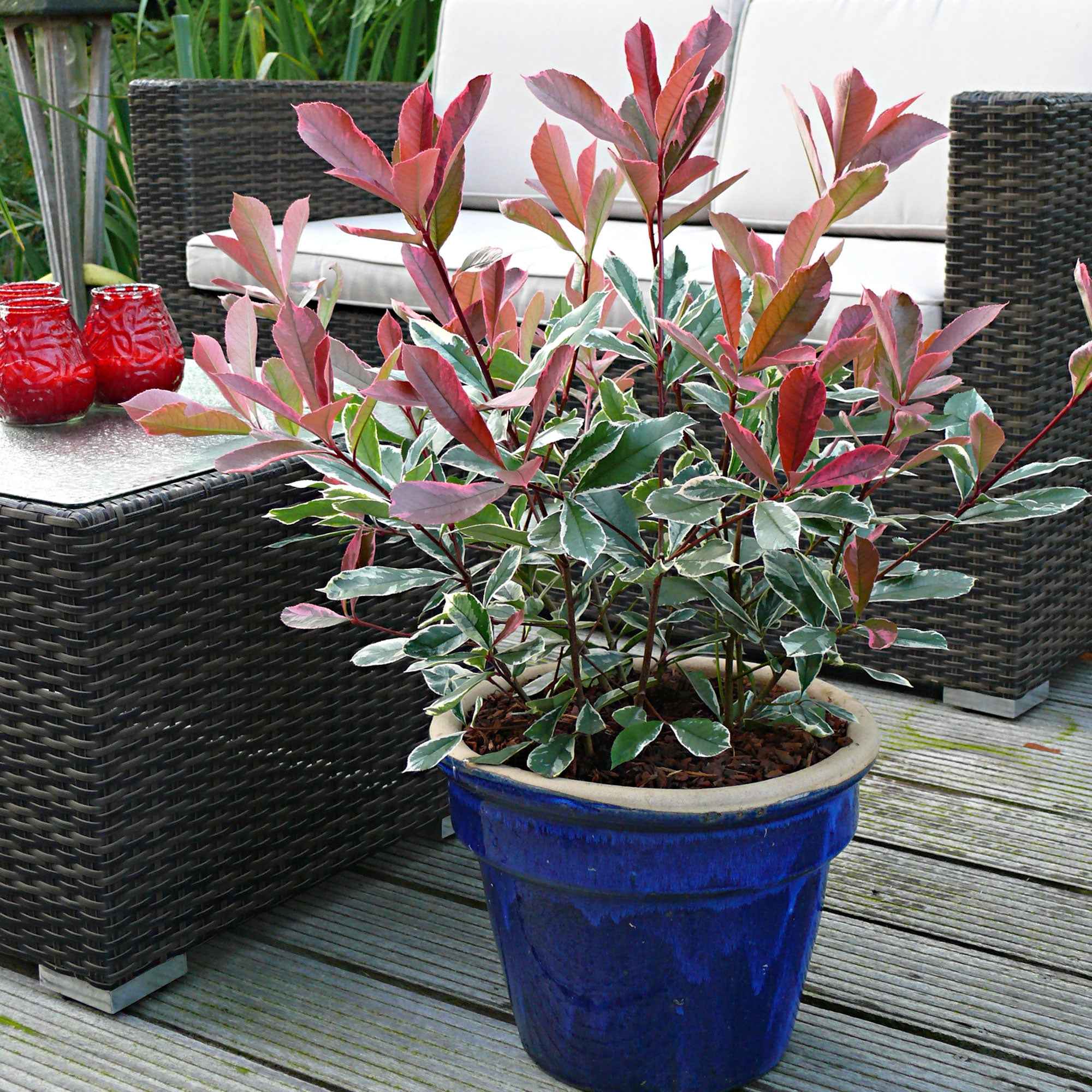 Bakker Photinia Pink Marble pot 2L feuillage panaché rose