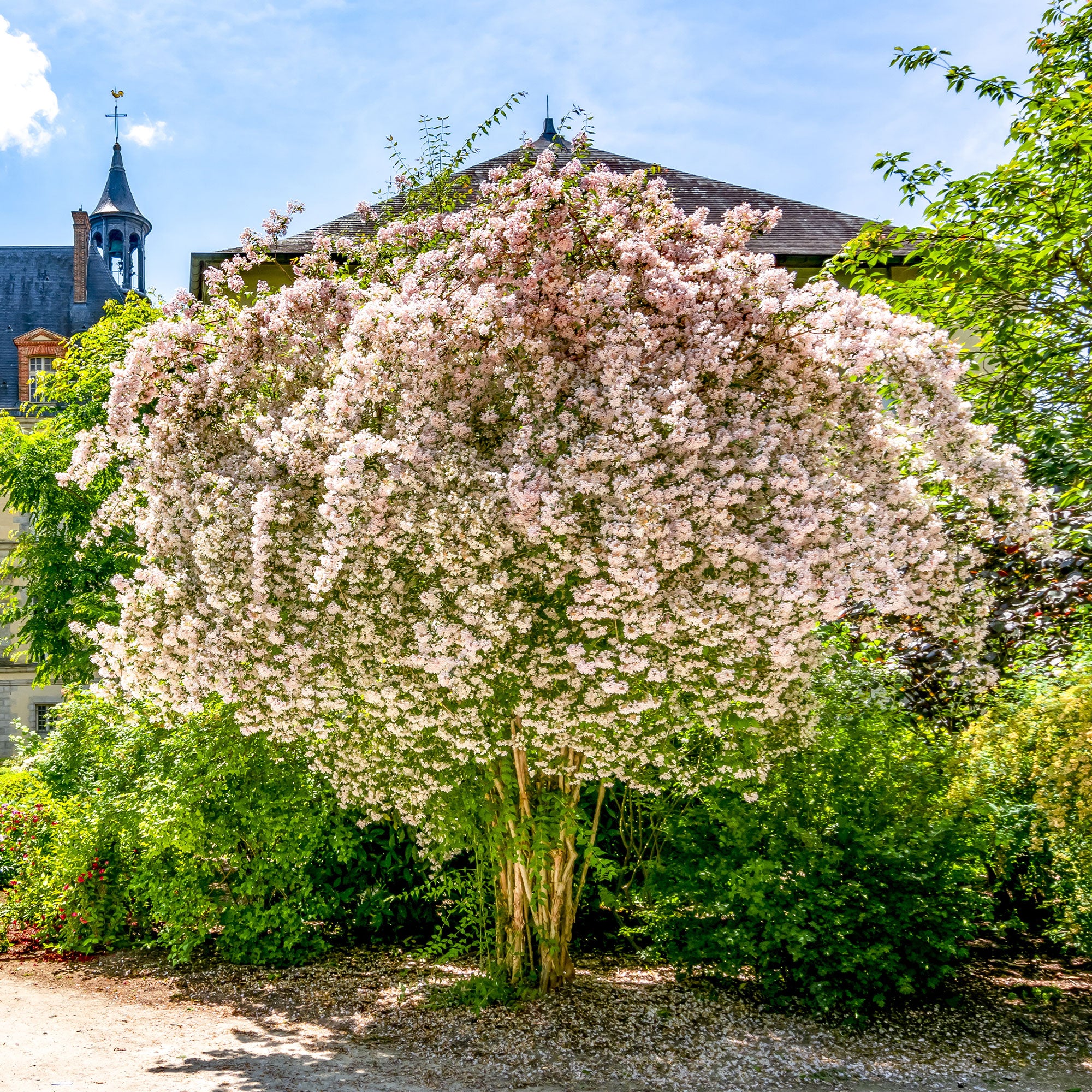Bakker Pink Cloud buisson de beauté arbuste pot 3L rose