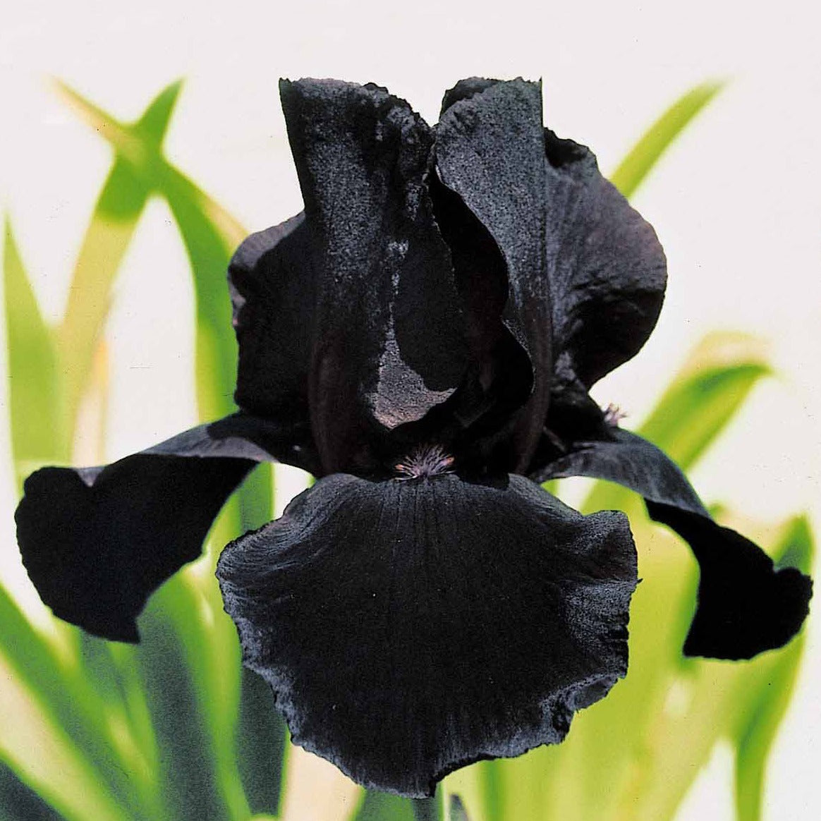 Bakker Vivaces Iris Etude en Noir 2 racines nues 90cm