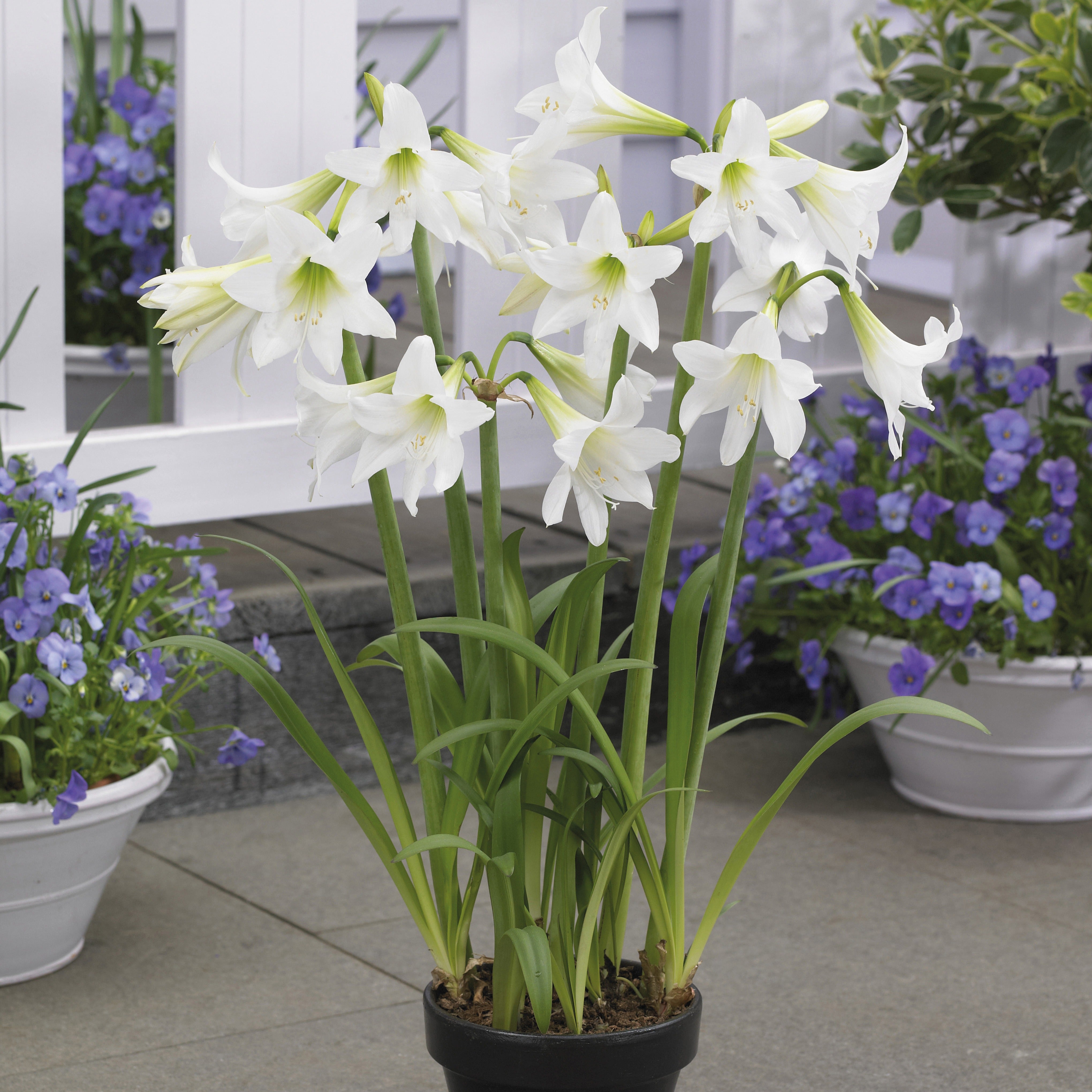 Bakker Bulbes à fleurs Amaryllis Sonatini blanc bulbes sachet 3 blanc