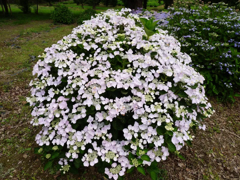 Les Hortensias du Haut Bois Hobella hortensia plat blanc
