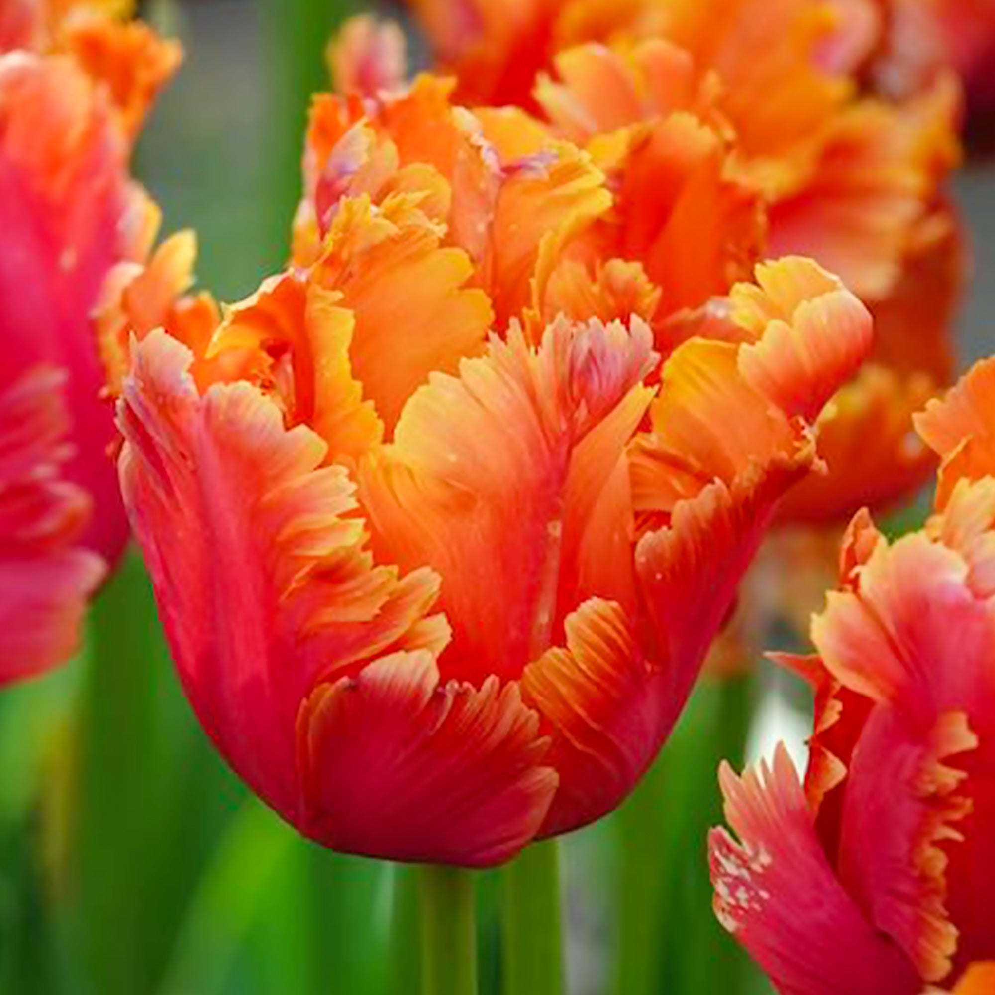 Bakker Tulipes perroquet Amazing Parrot sachet 7 bulbes roses