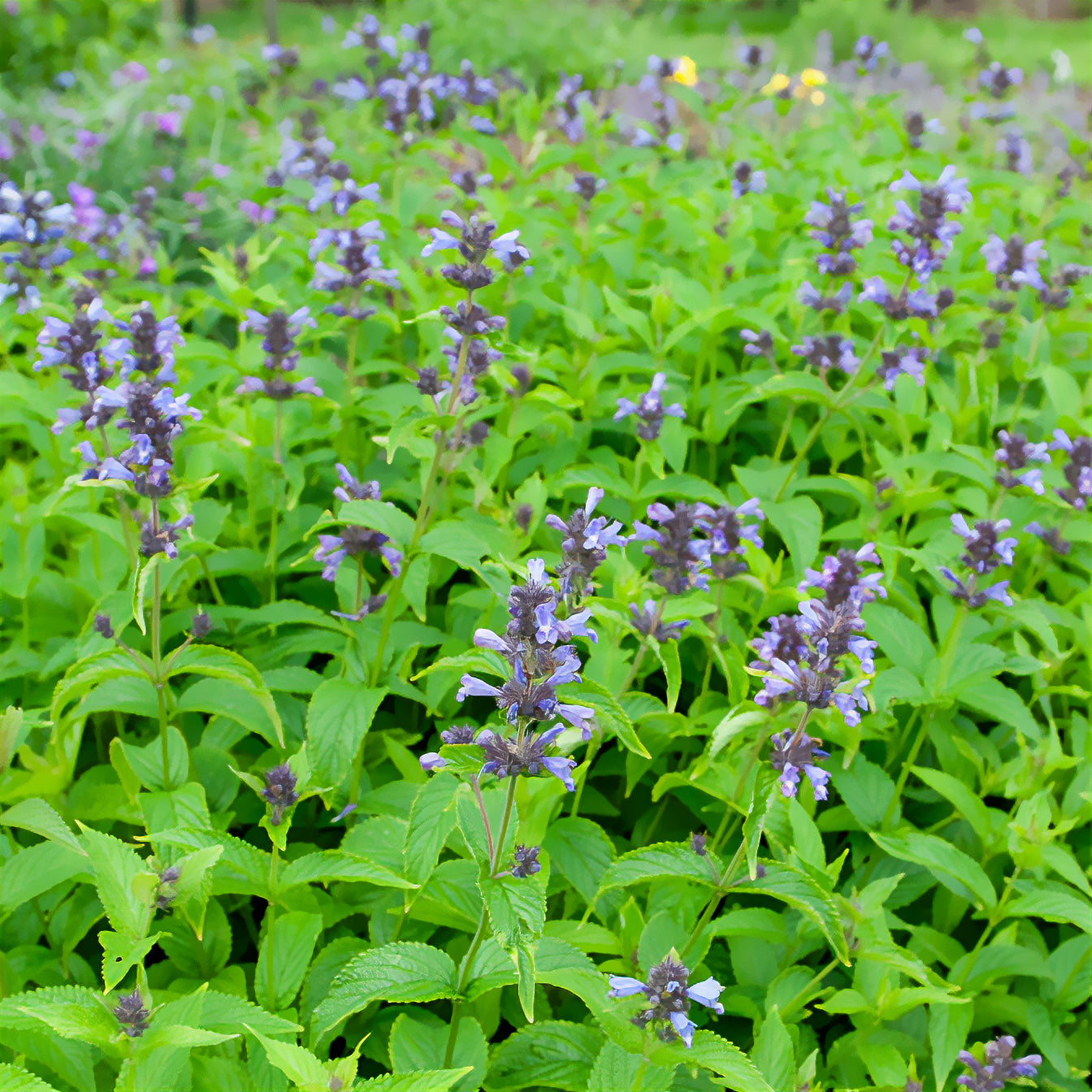 Bakker Kubanica nepeta vivace violette pot Ø9cm