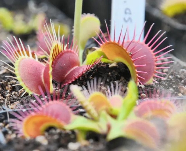 Carniflore Dionaea SD Kronos dionée pièges géants adulte