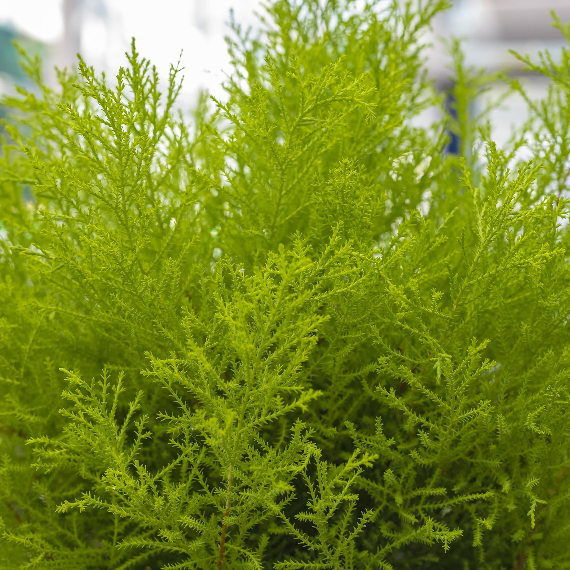 Bakker Cupressus Goldcrest Wilma plante intérieur pot 14cm