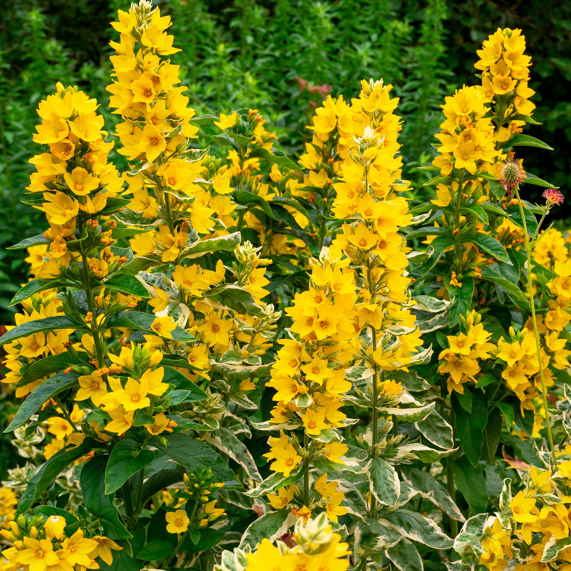Bakker Plantes vivaces Lysimaque ponctuée Alexander plante jaune pot 9cm