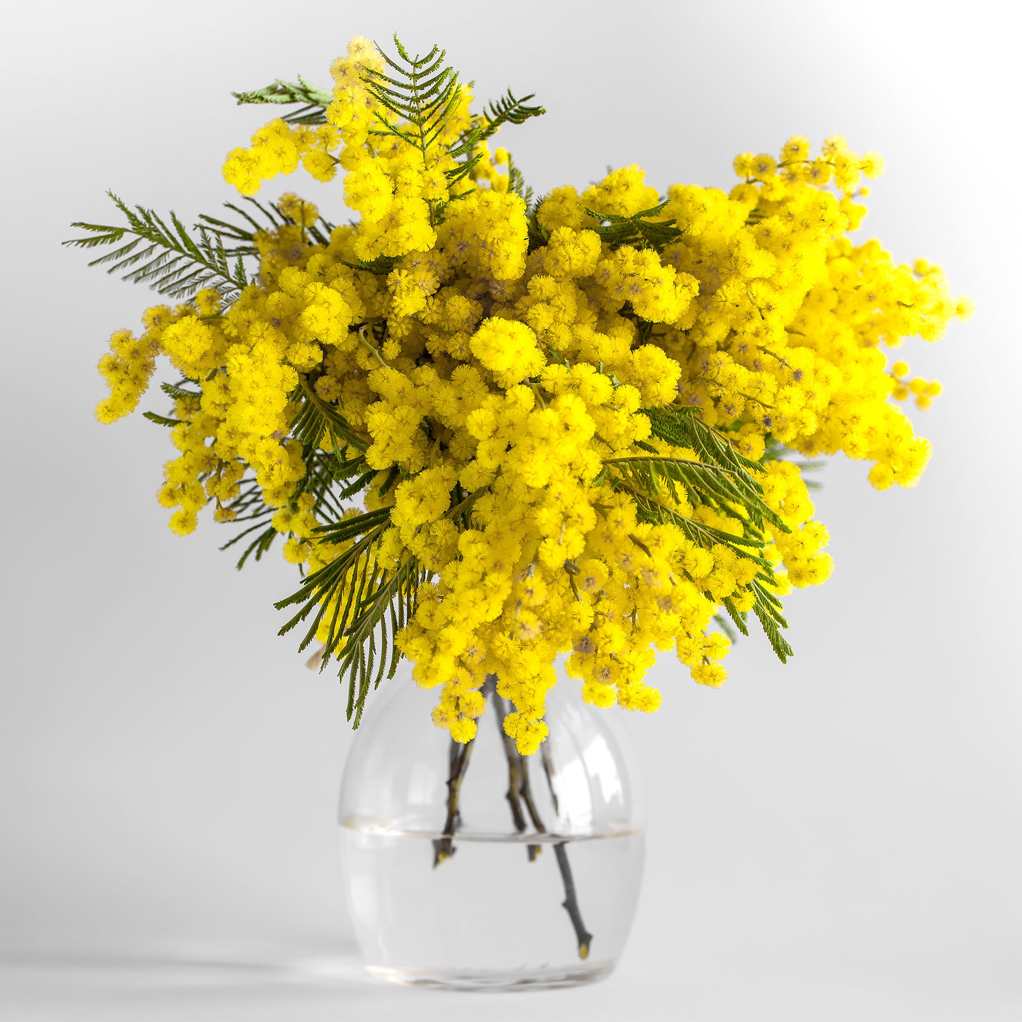 Bakker Mimosa d'hiver arbuste pot Ø9cm jaune